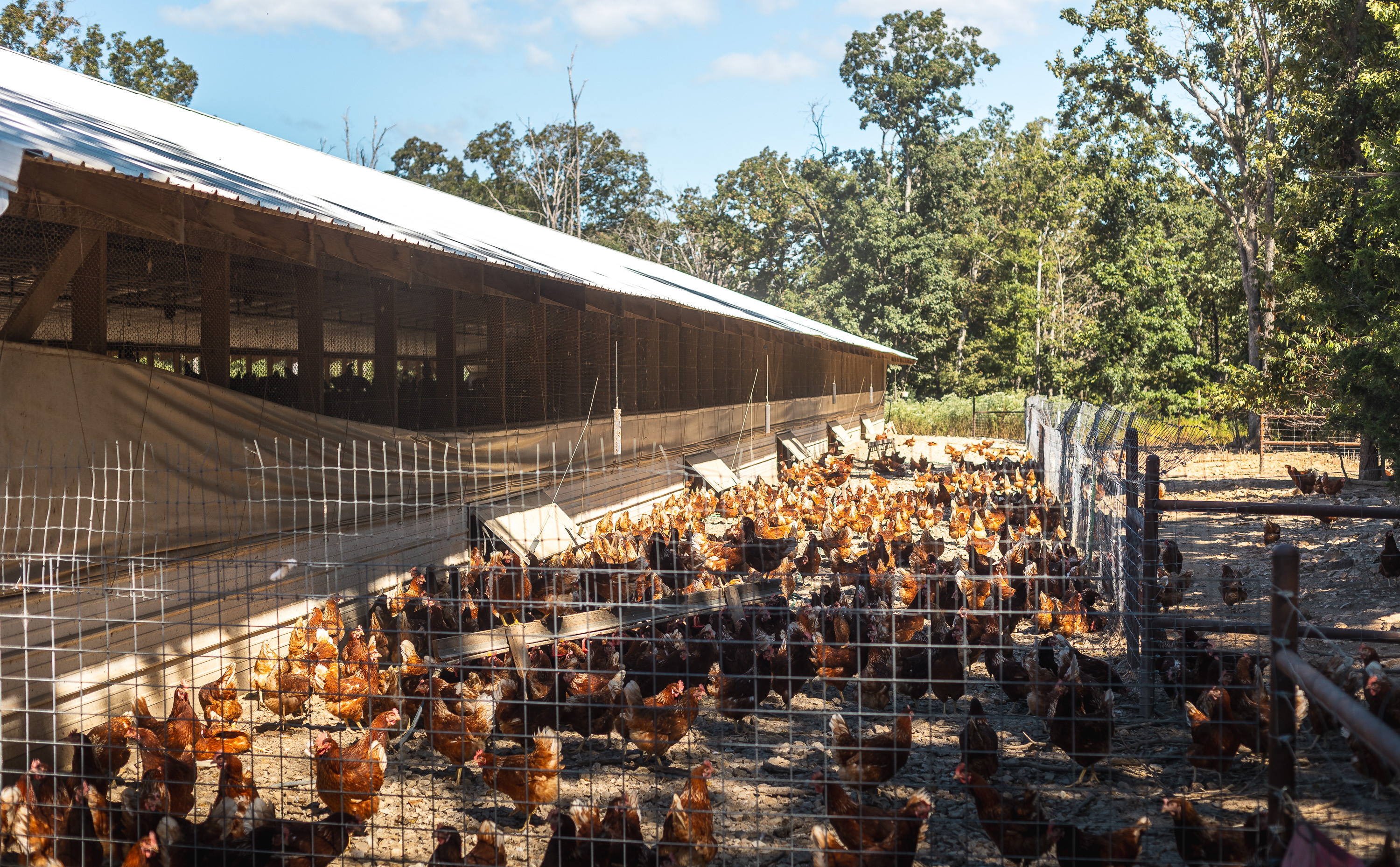 Cage Free Chicken Farm