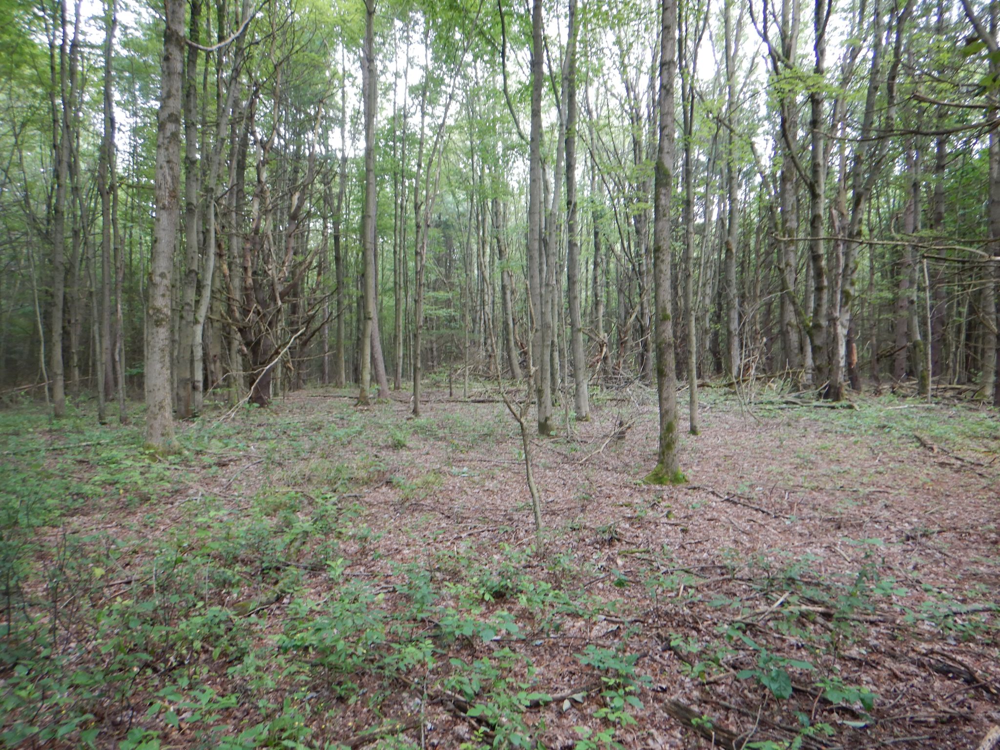Listing Image 36