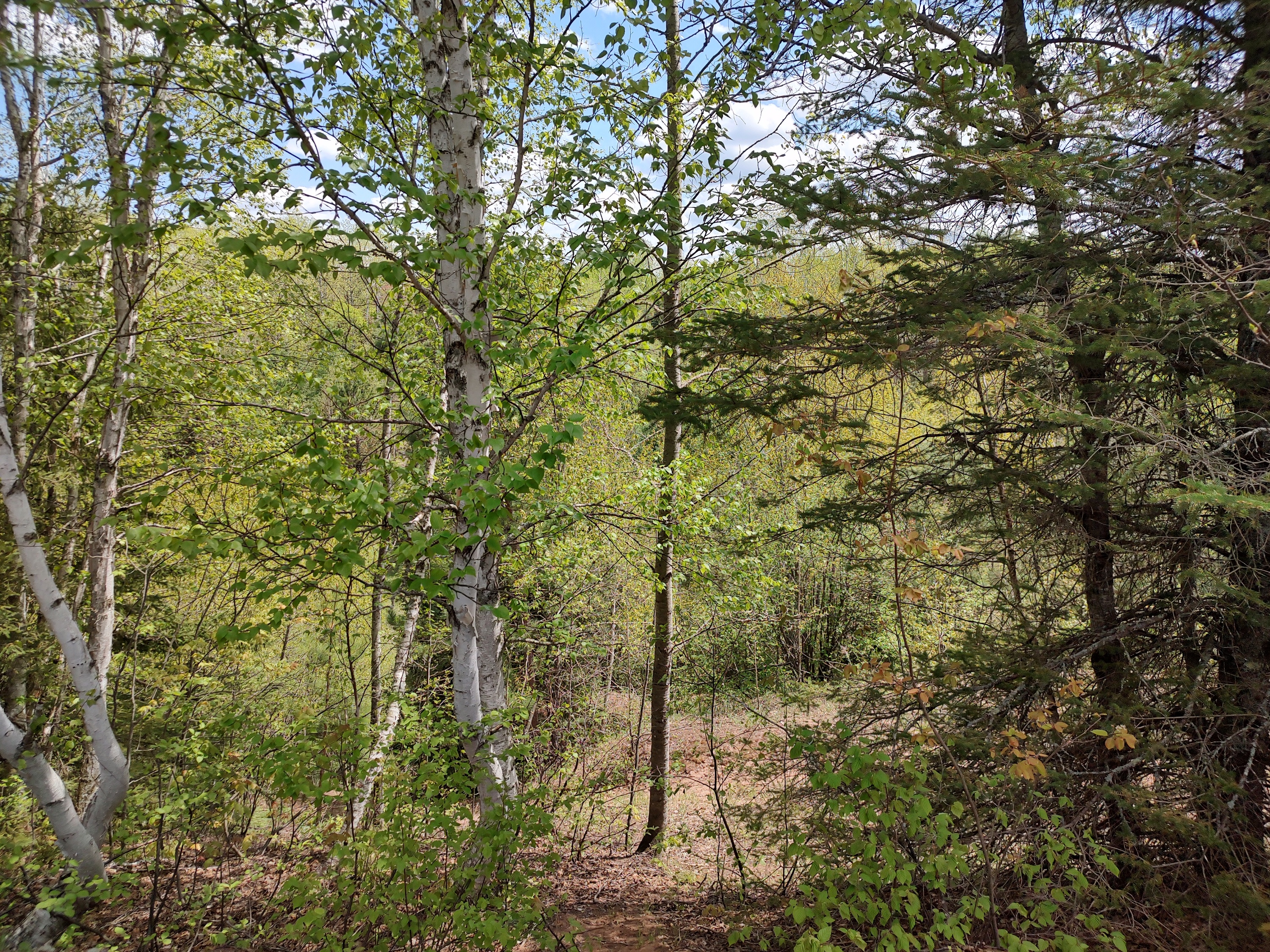 Wooded 240 Acres Michigan U.P. 50173948