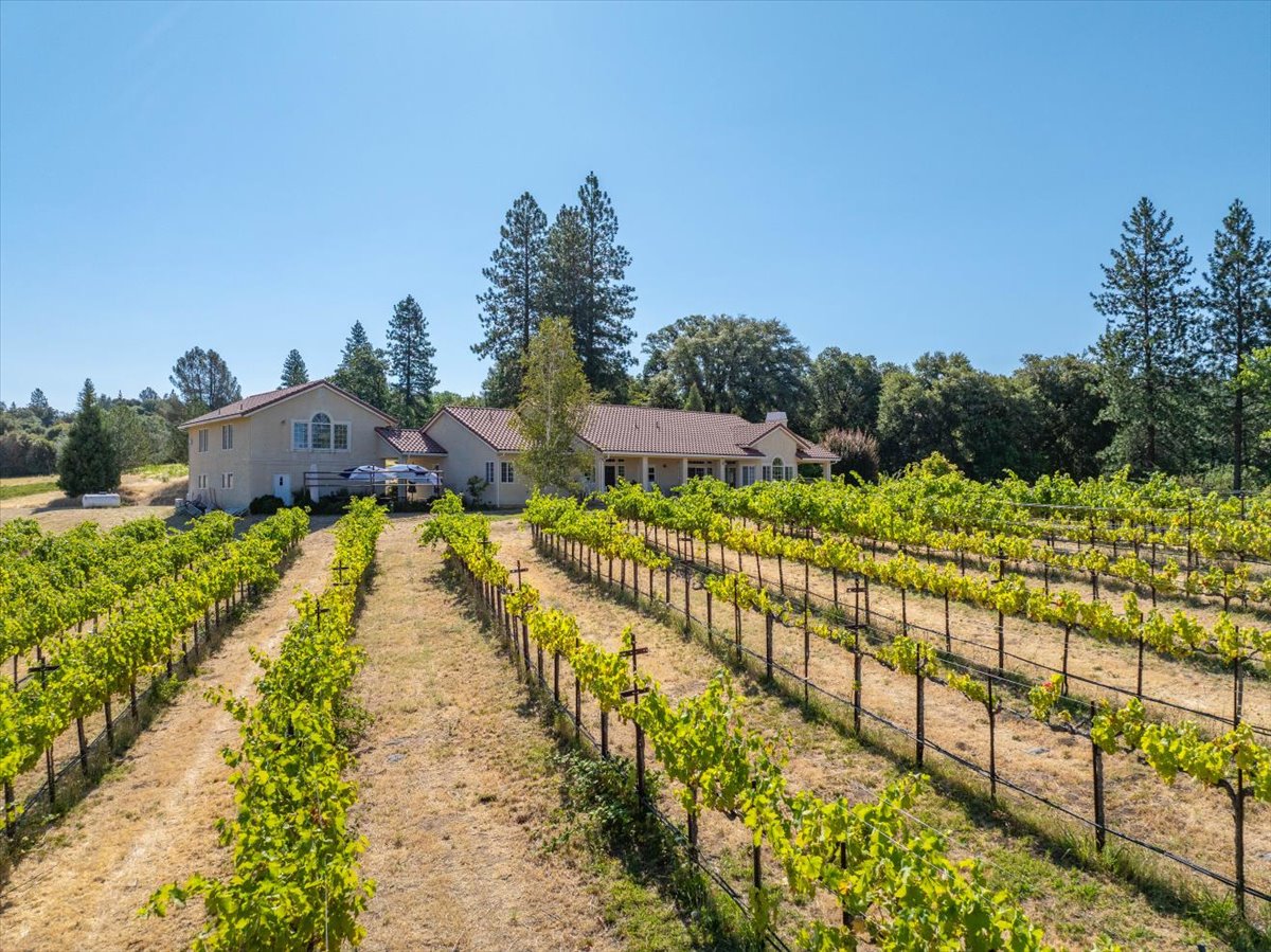 Alger Vineyards and More