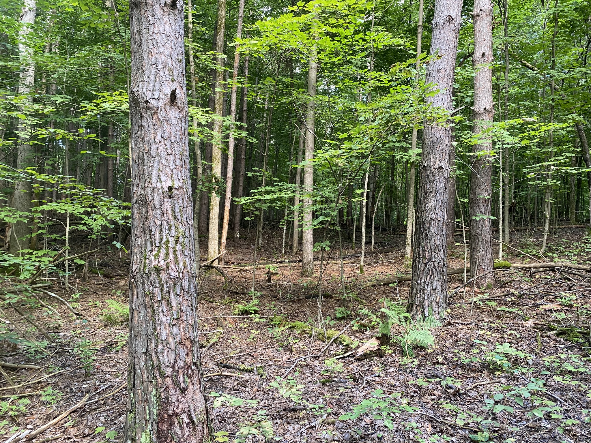 Listing Image 66