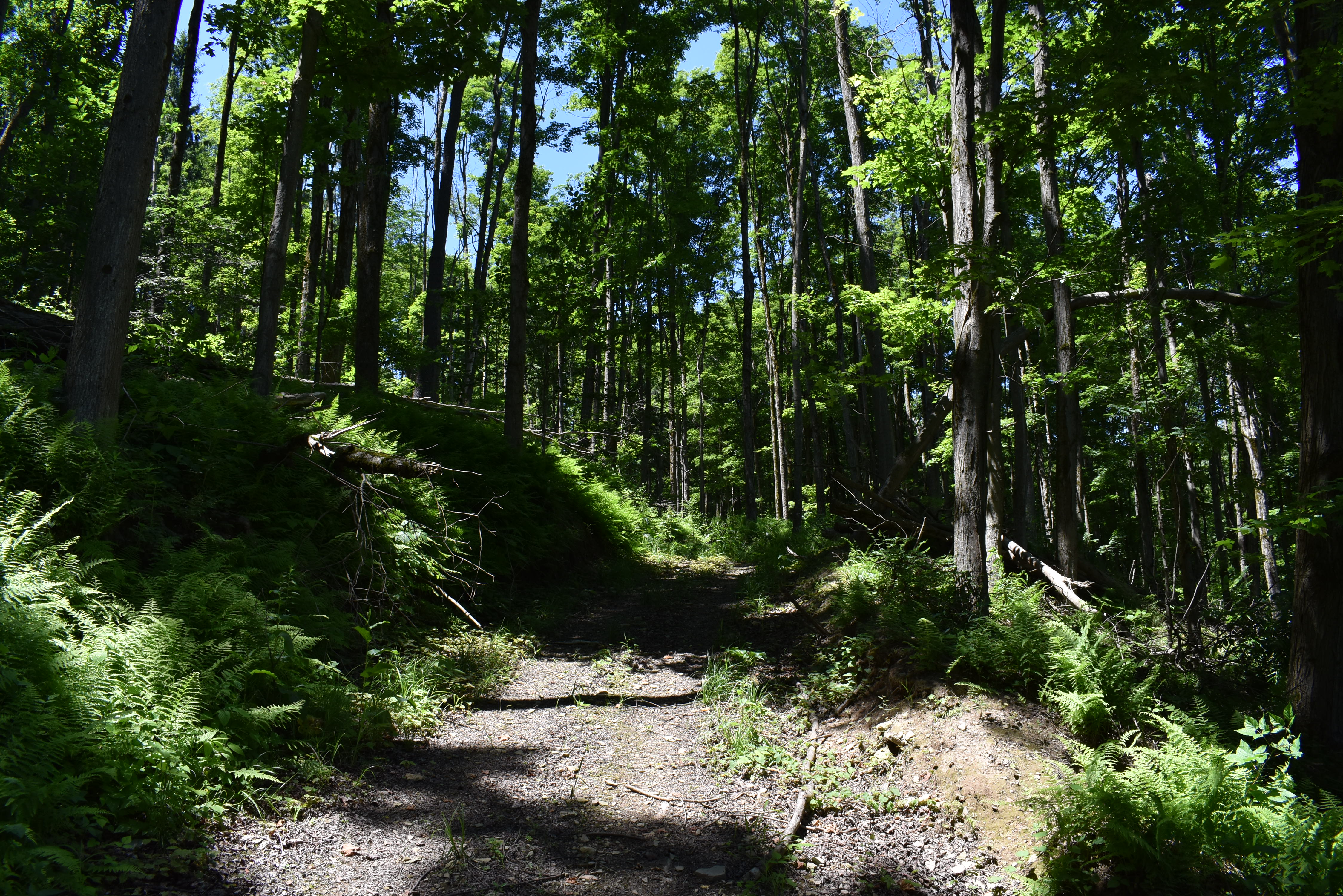 Fabulous Farrington Hollow