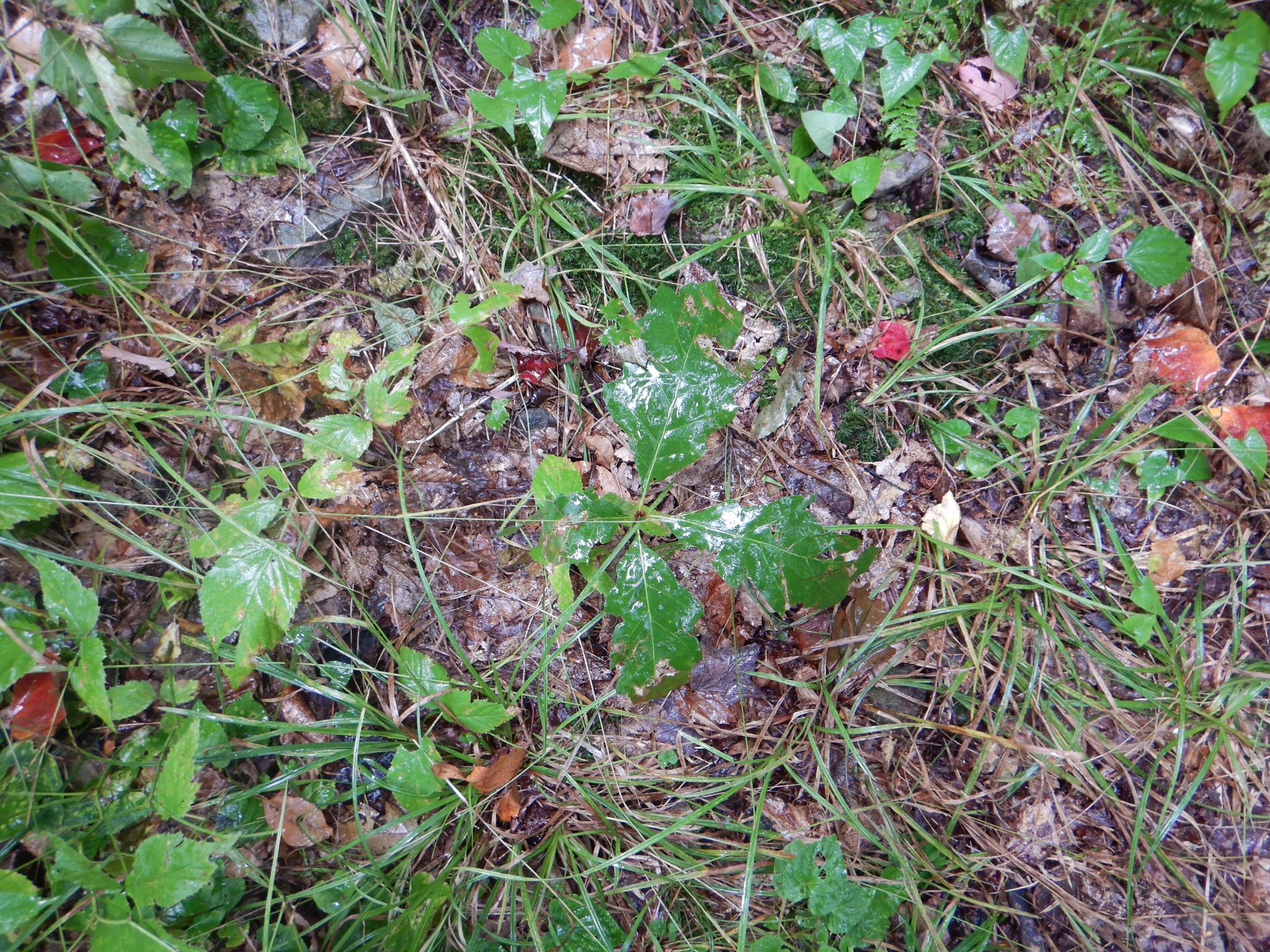 Listing Image 29