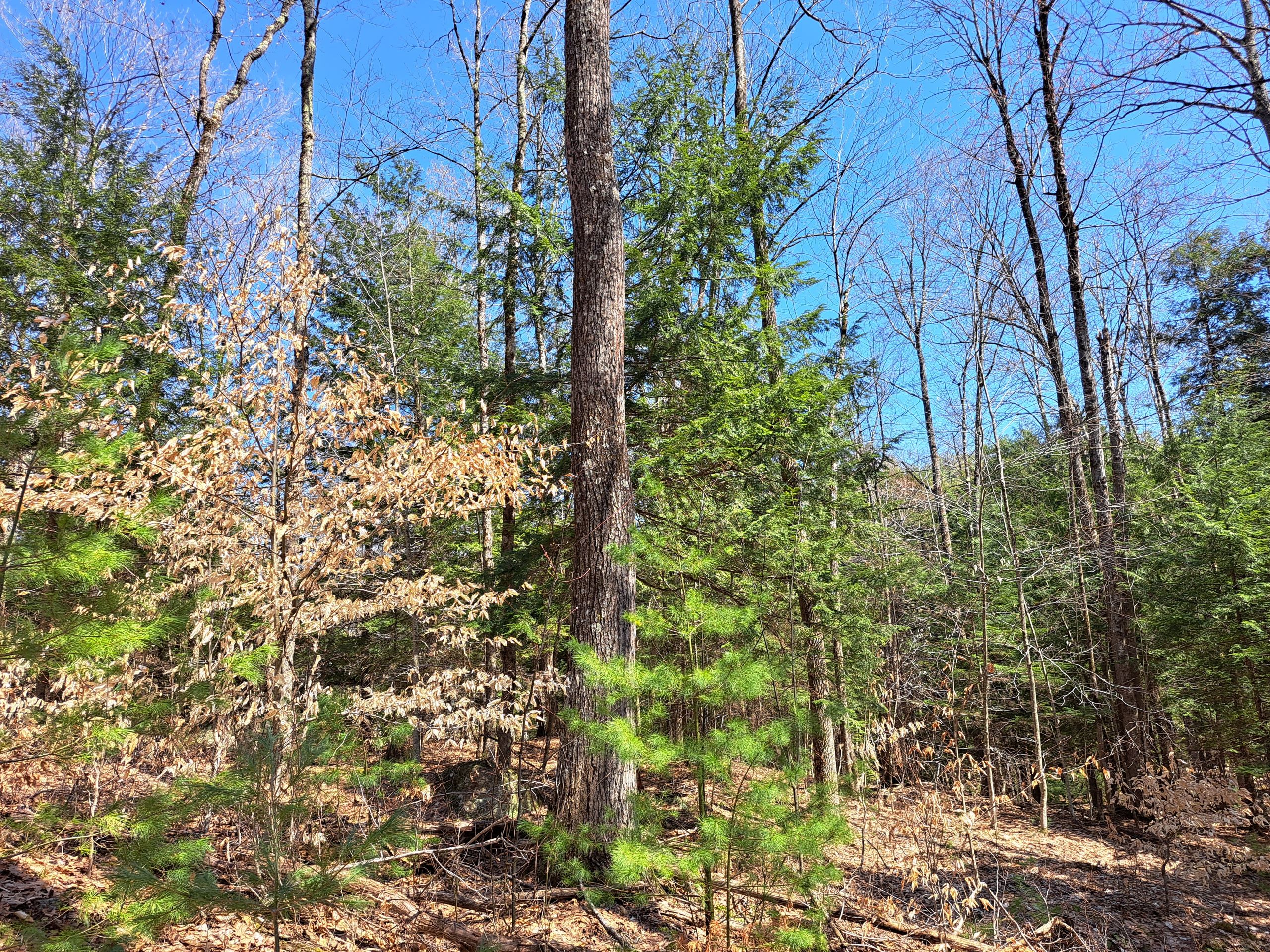 Listing Image 52