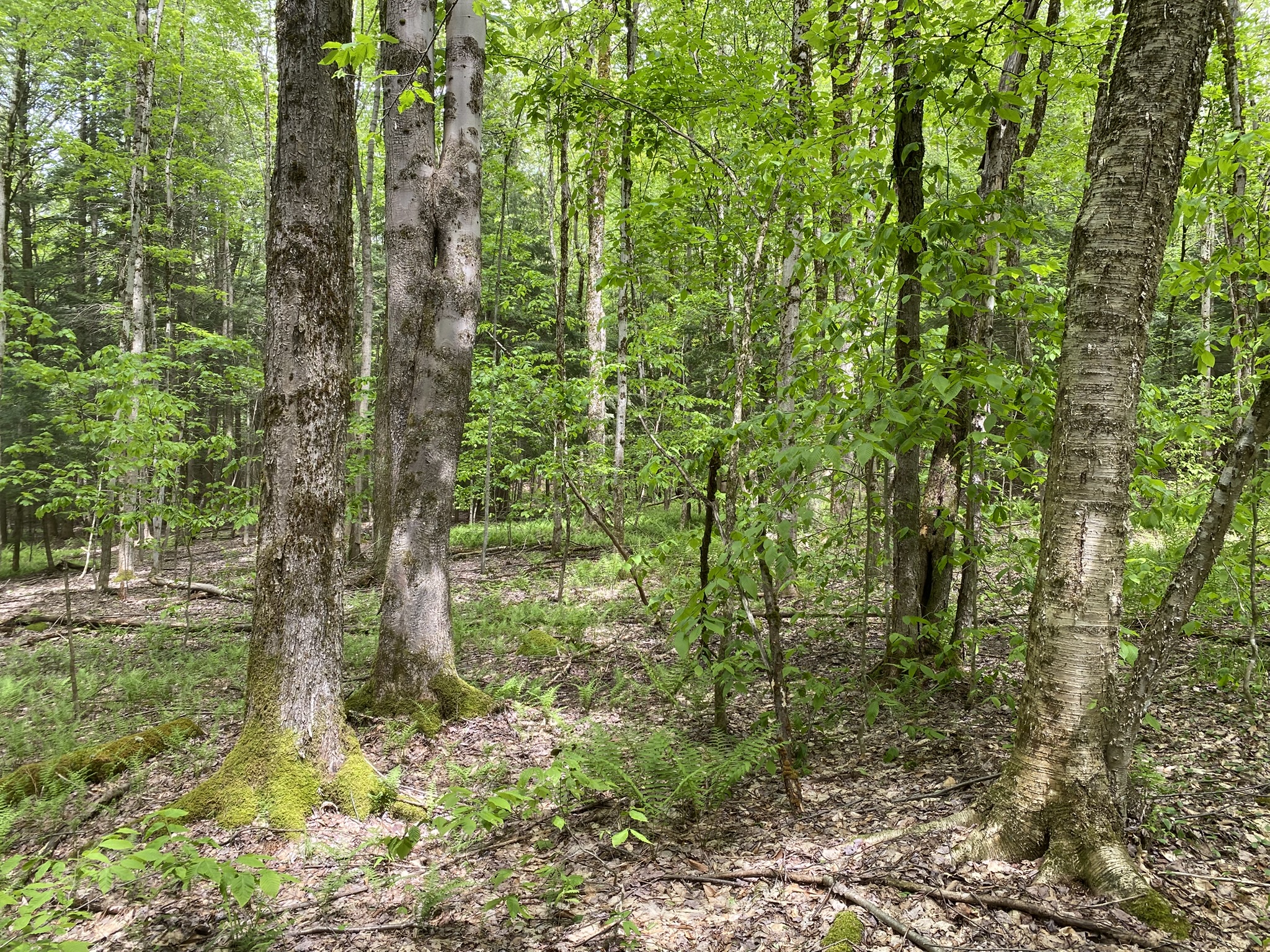 Listing Image 18