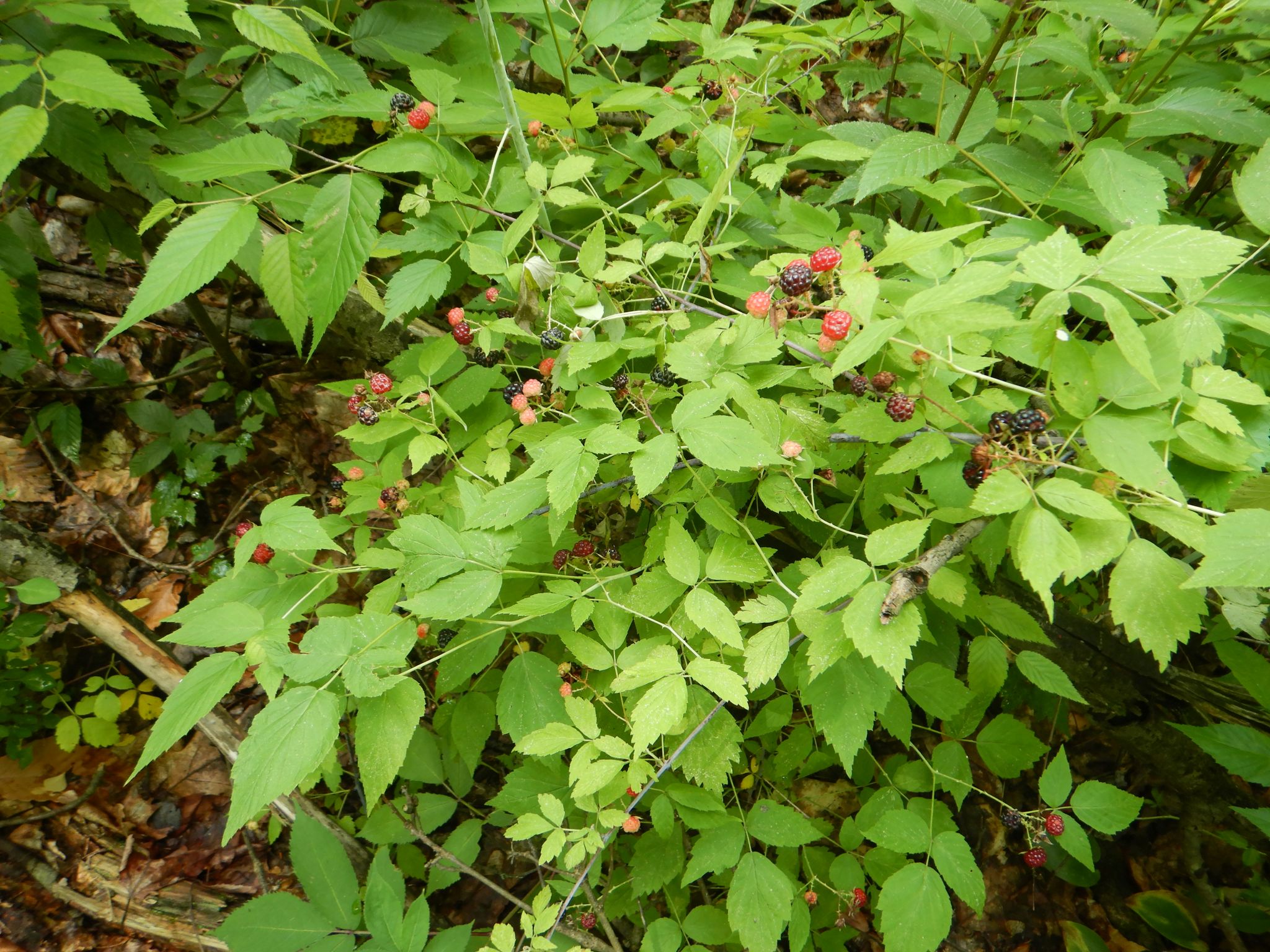Listing Image 5