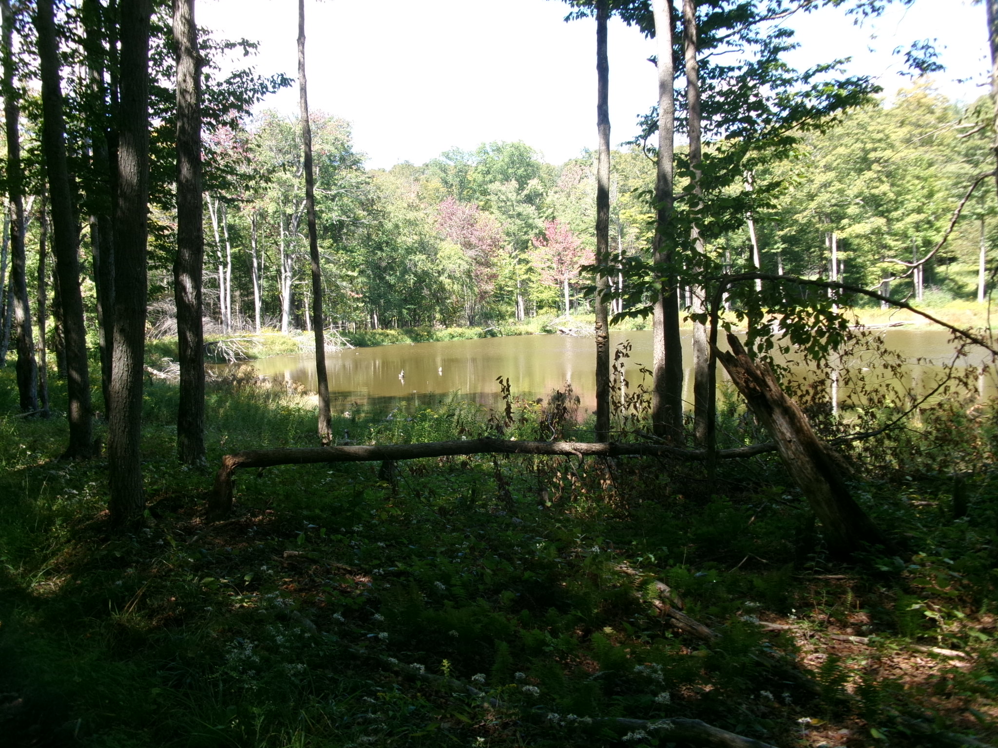 Listing Image 45