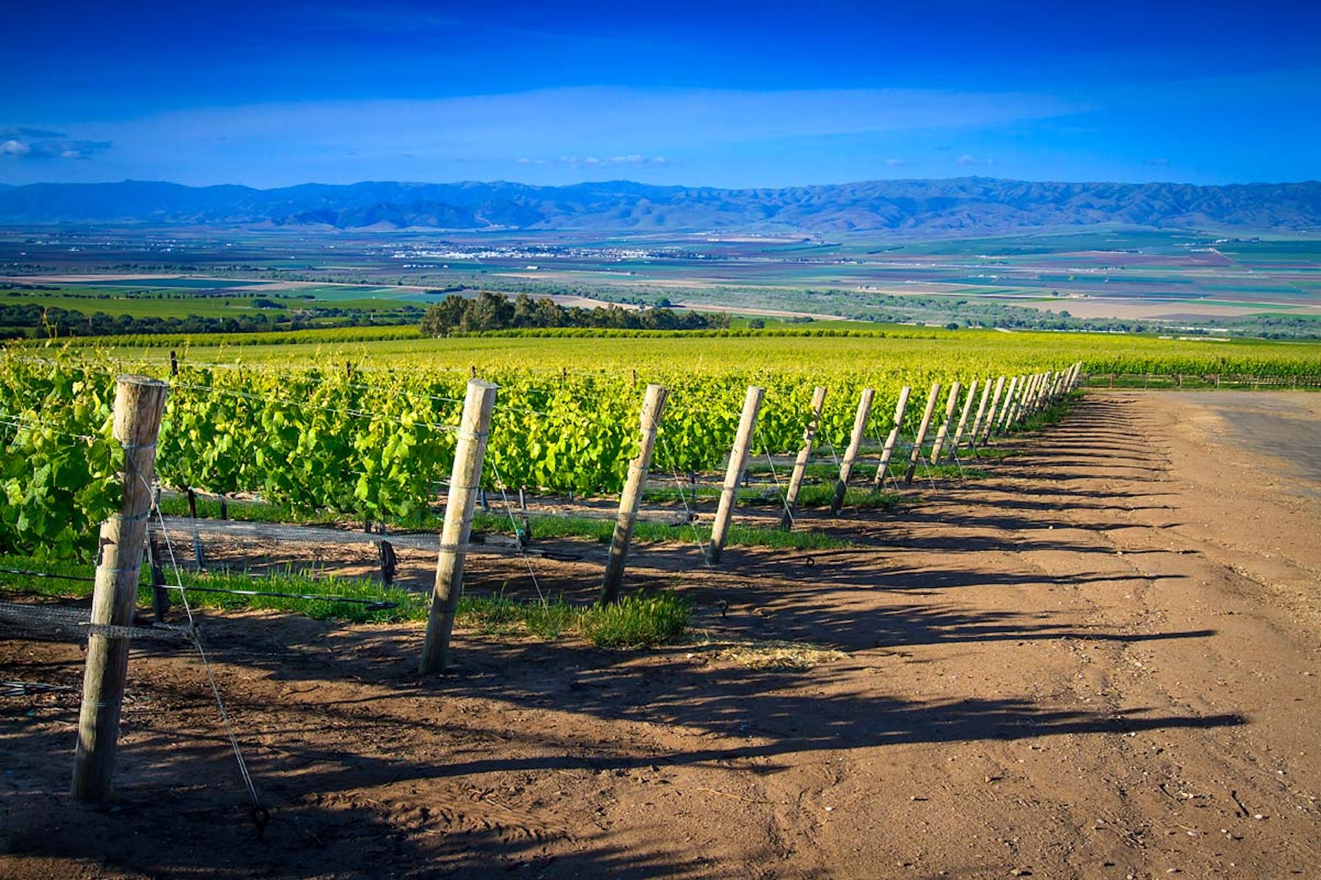 Boekenoogen Santa Lucia Highlands Vineyard
