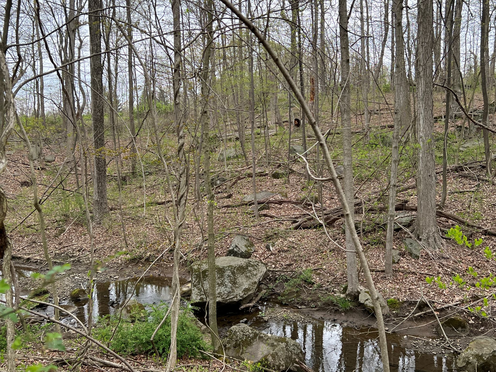 Etown Woodlands