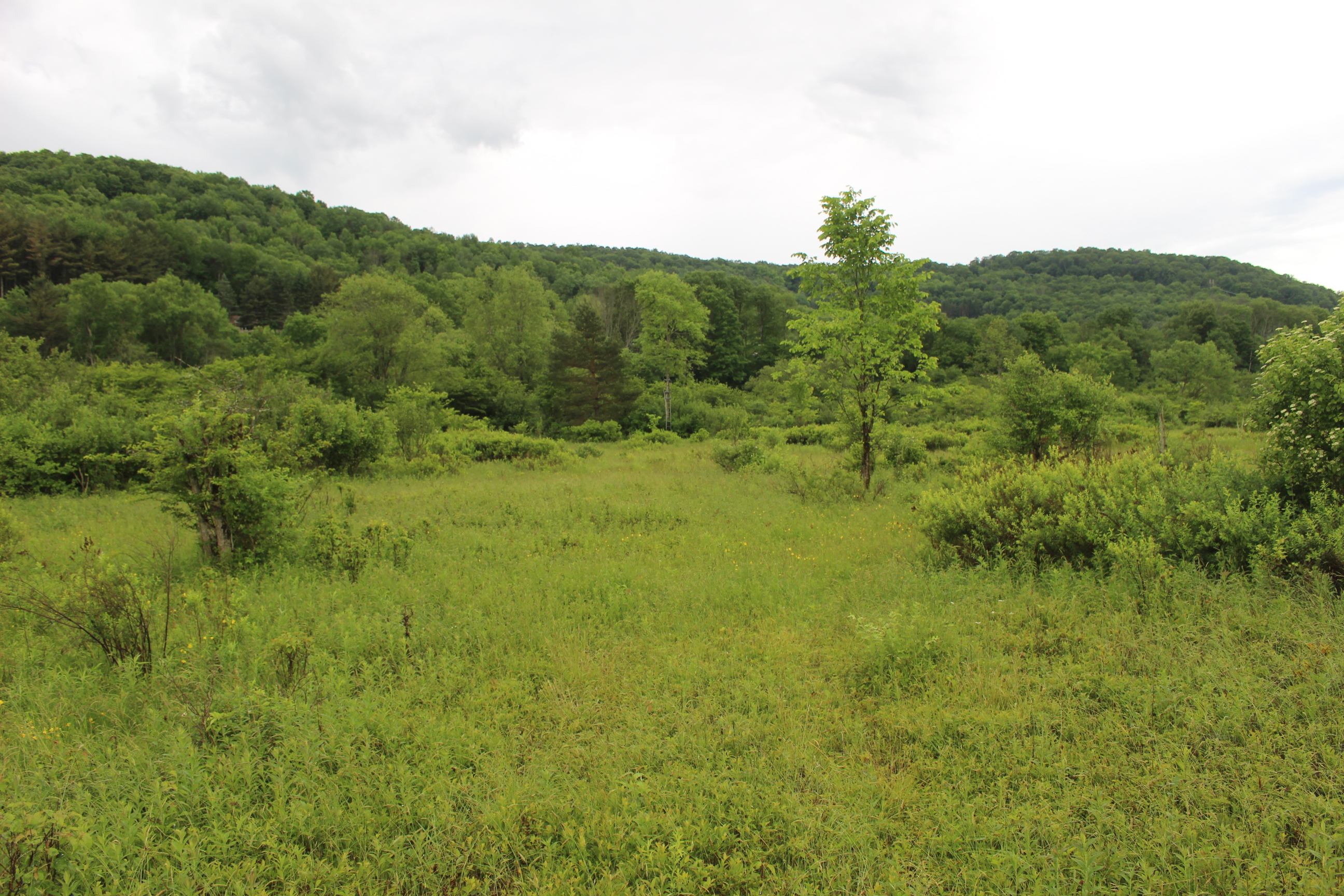 Dodge Creek