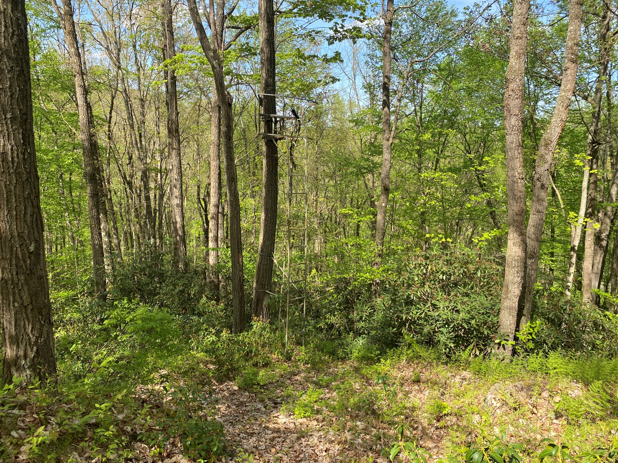 Listing Image 37