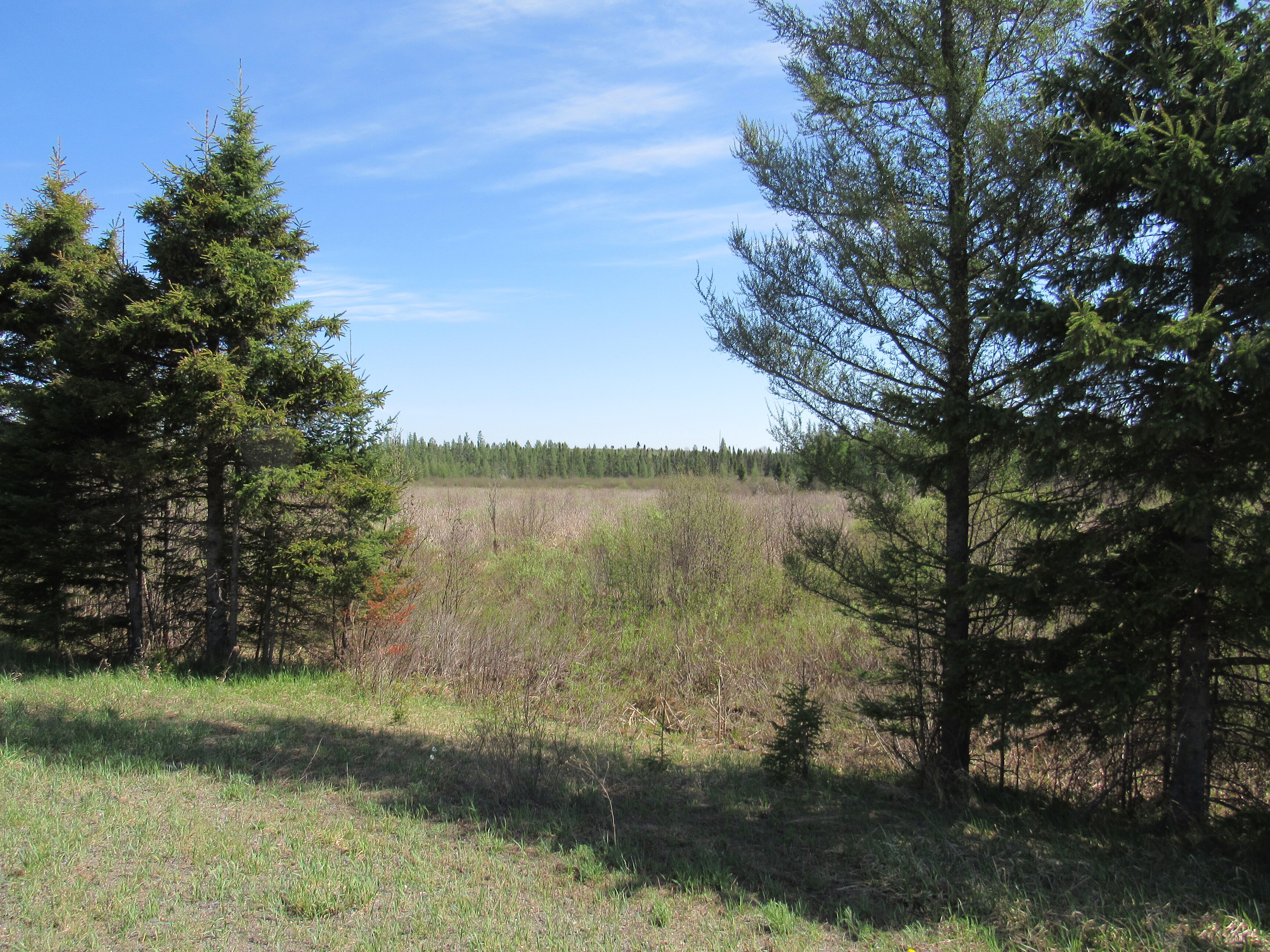288 +/- Wooded Acreage 50175744
