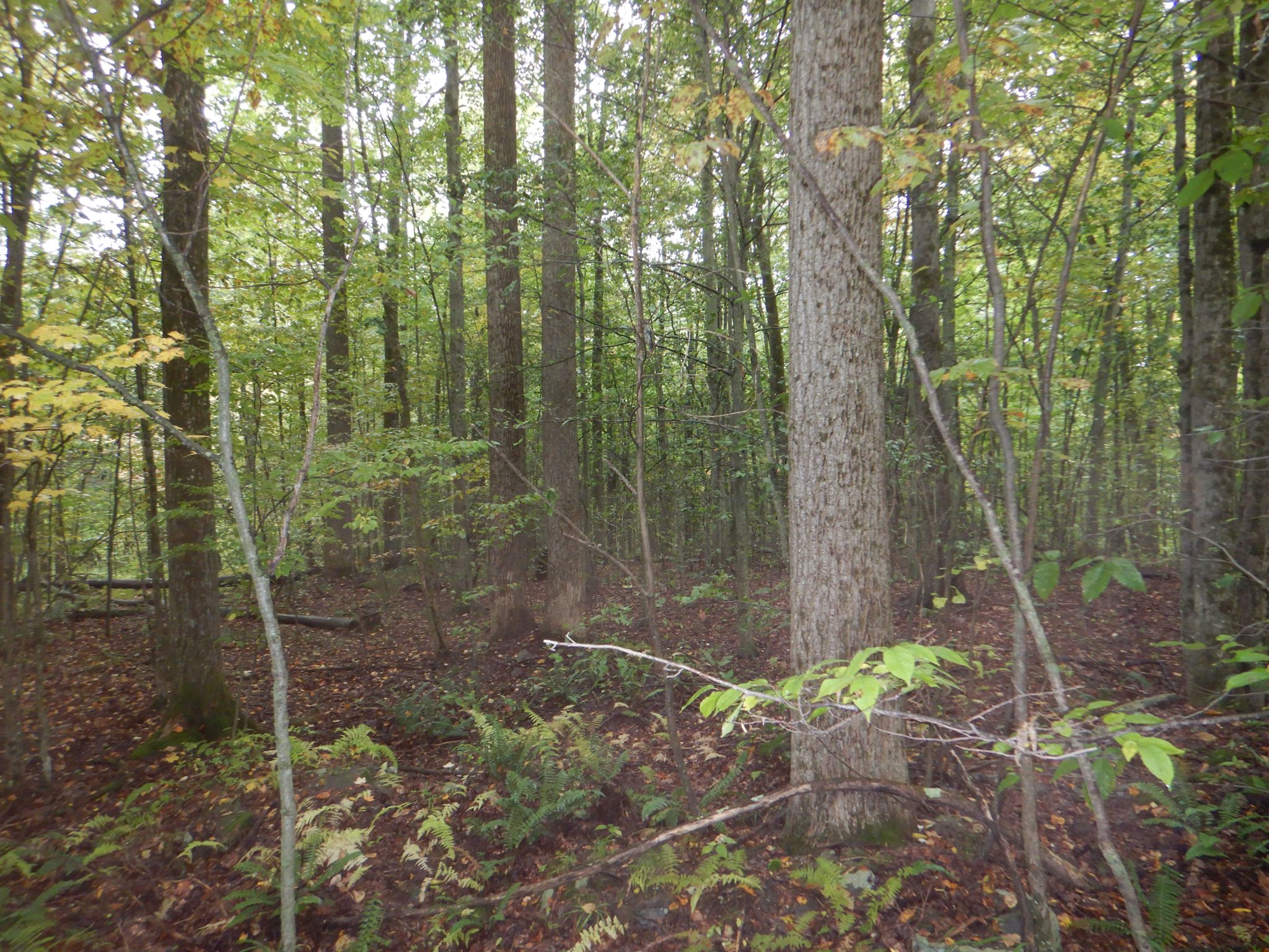 Listing Image 39