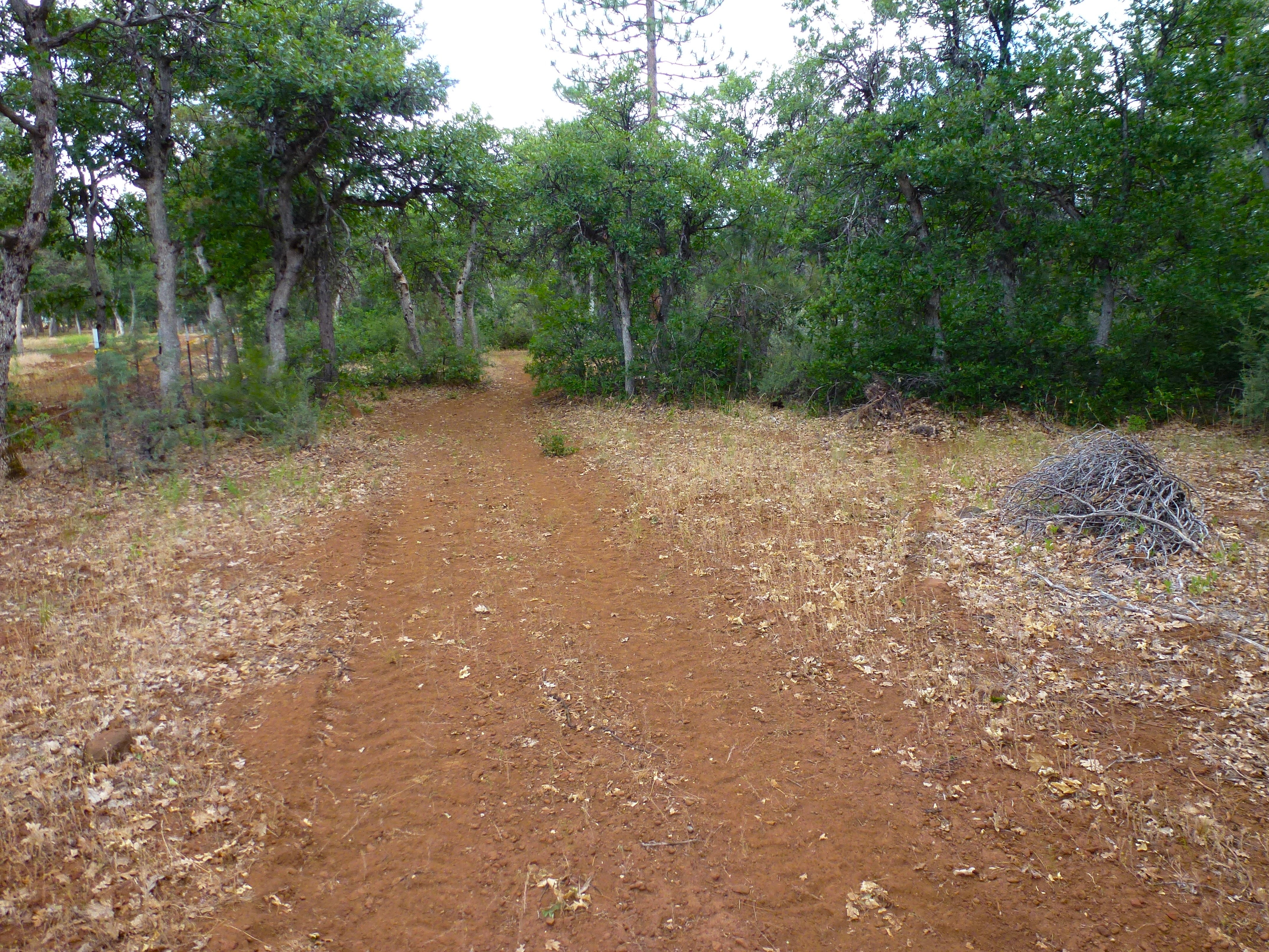 Log Home in the Pines