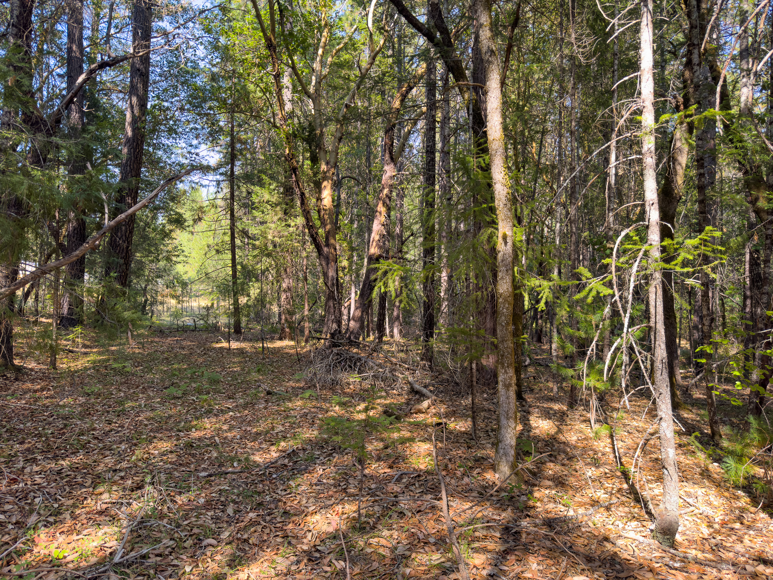 Pleasant Creek Road TL301