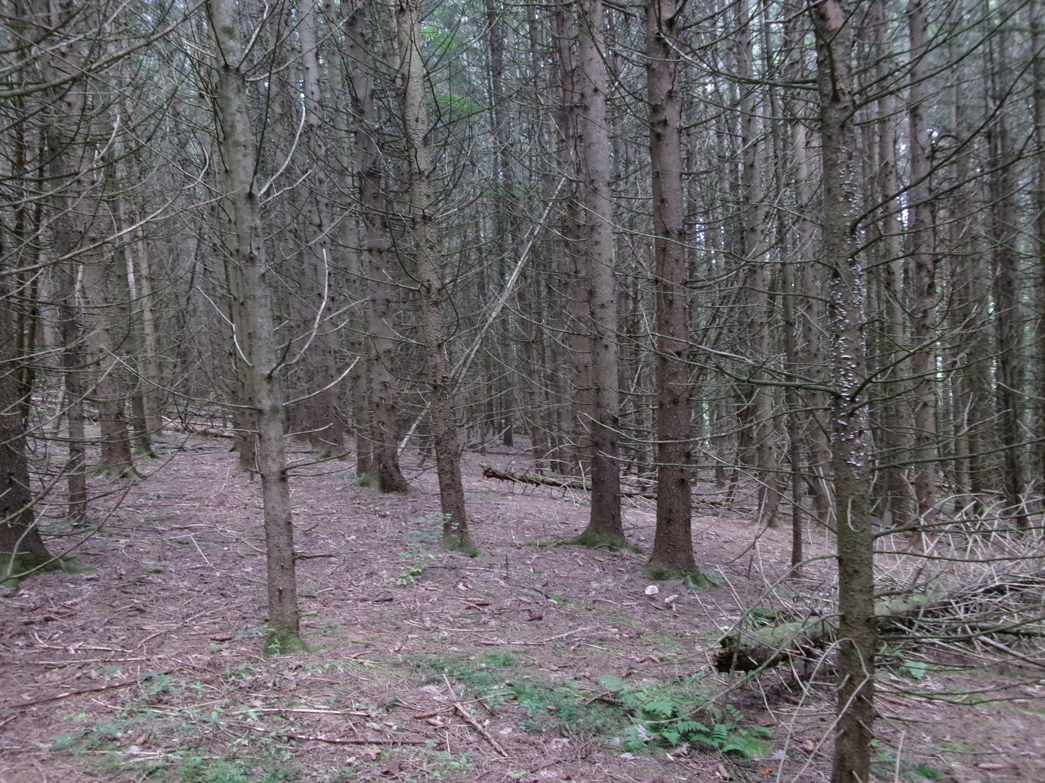 Listing Image 14