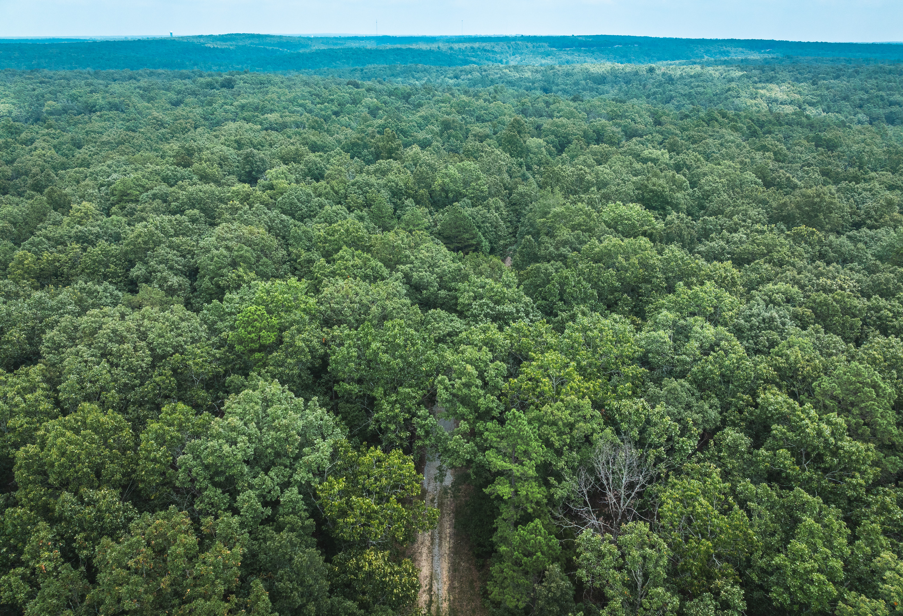 Black Bear Pines
