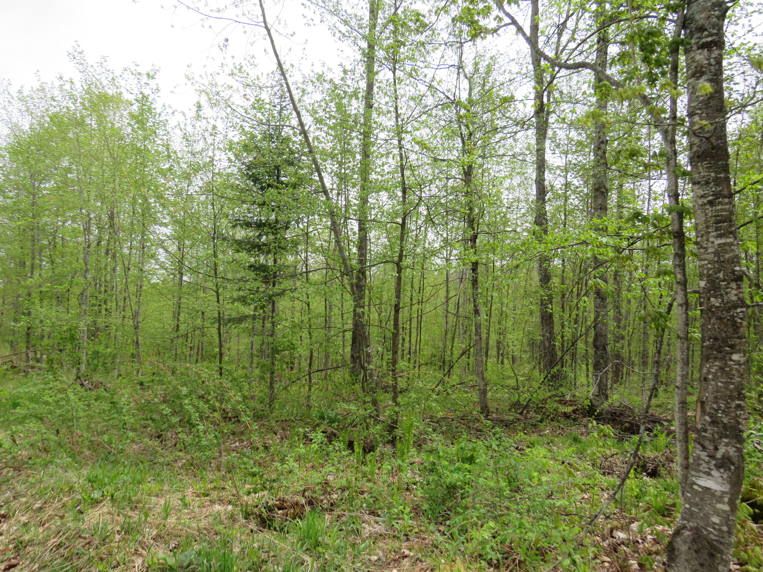 Michigan Recreational Property 50165363