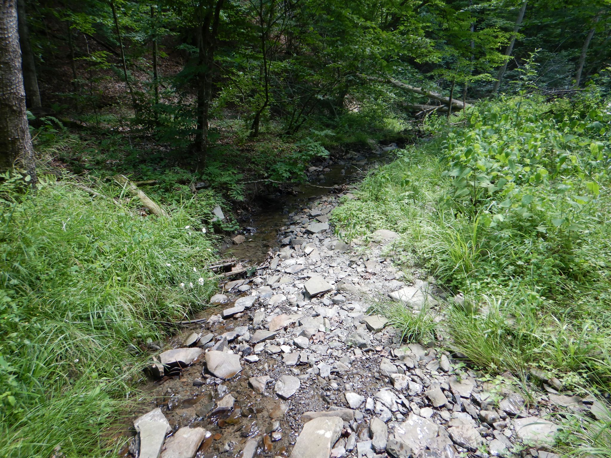 Chaffee Creek