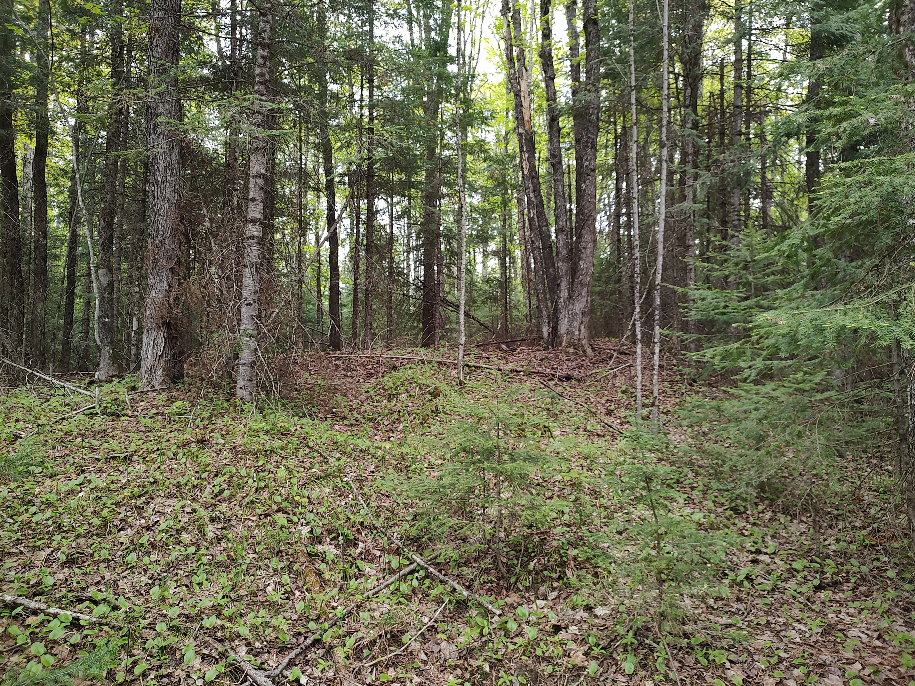 U.P. Robinson Lake Parcel 50167828