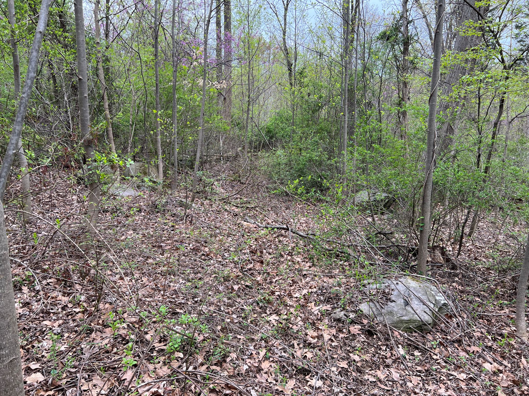 Etown Woodlands