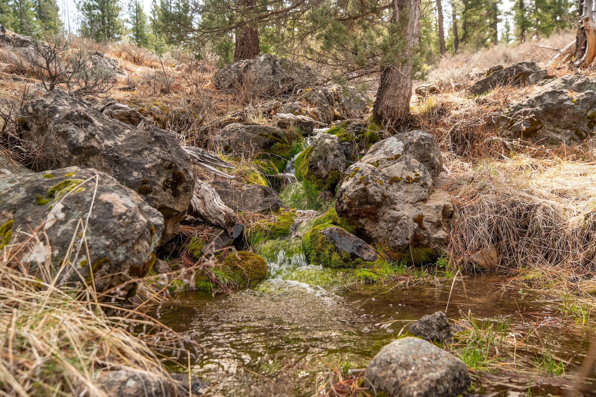 Mulligan Ranch