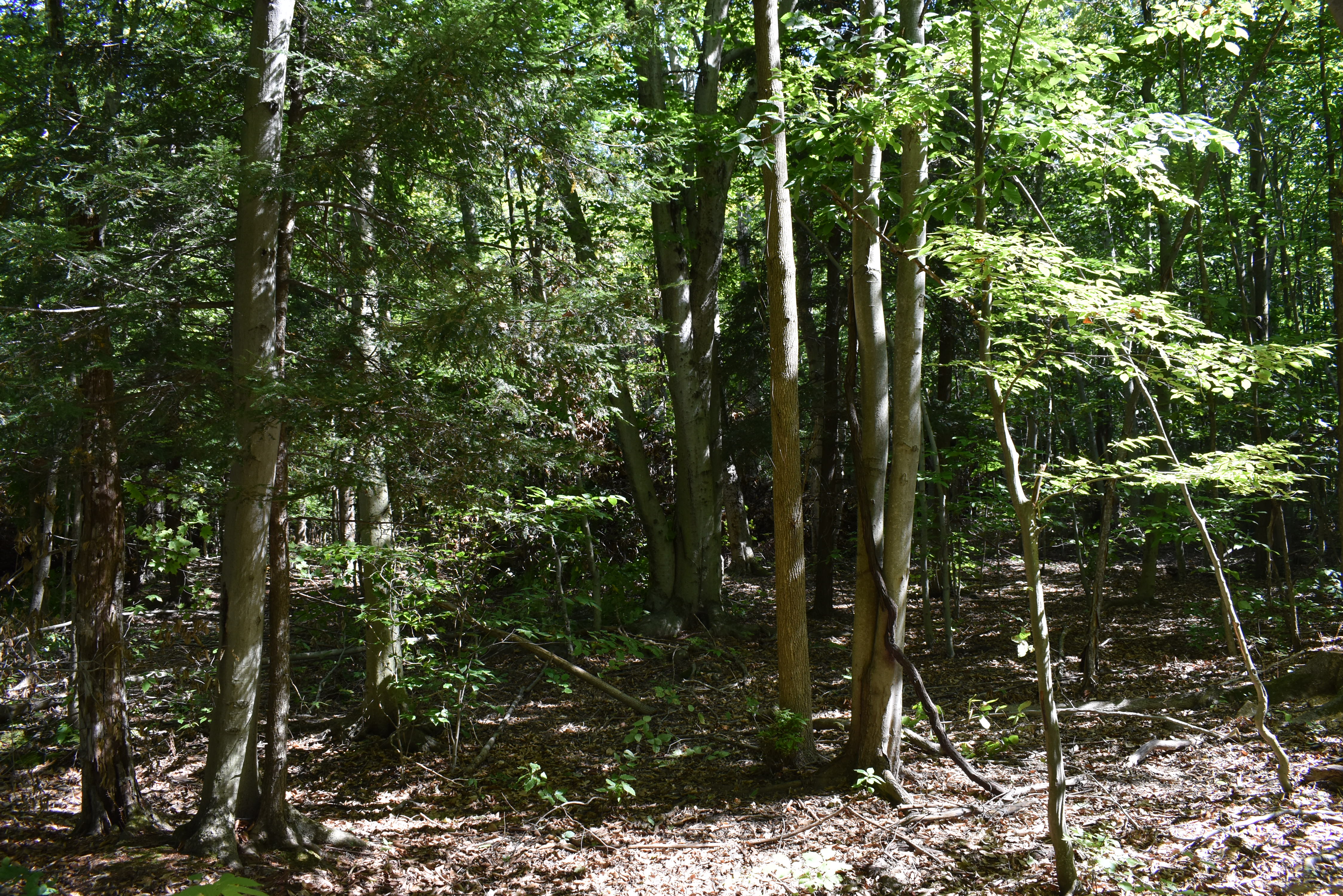 Hunter's Hidden Treasure