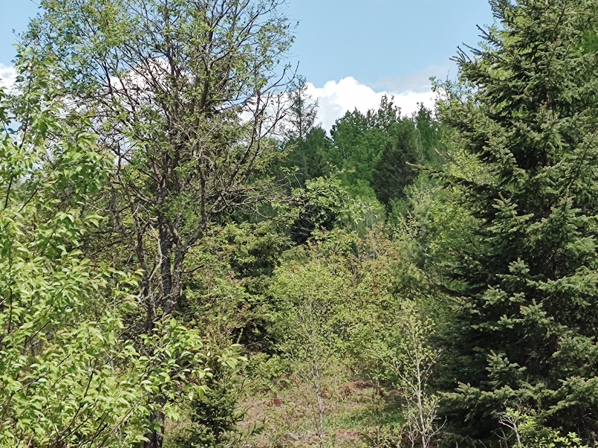 160 Acre Wilderness Retreat 50175391