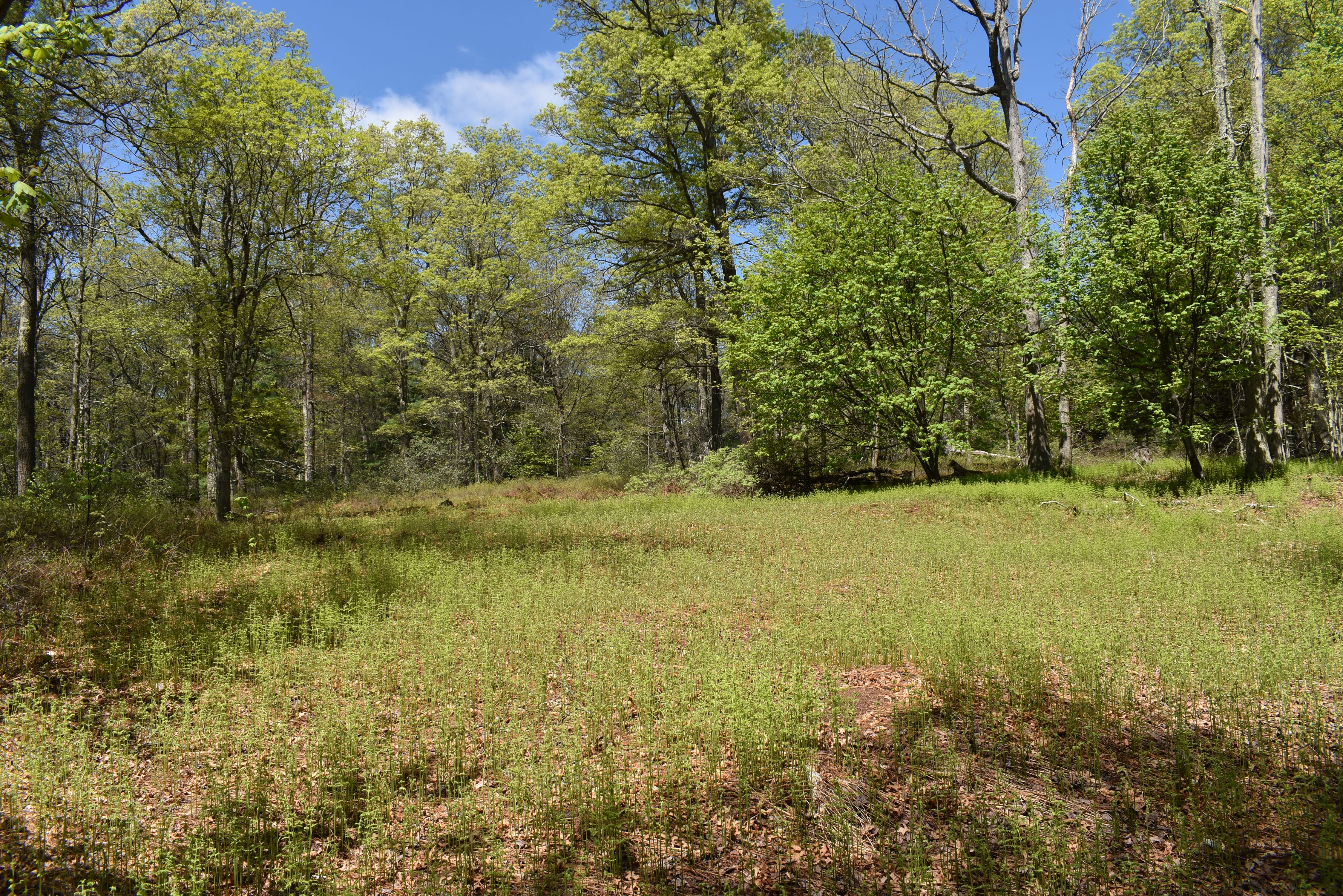 Grugan Hollow