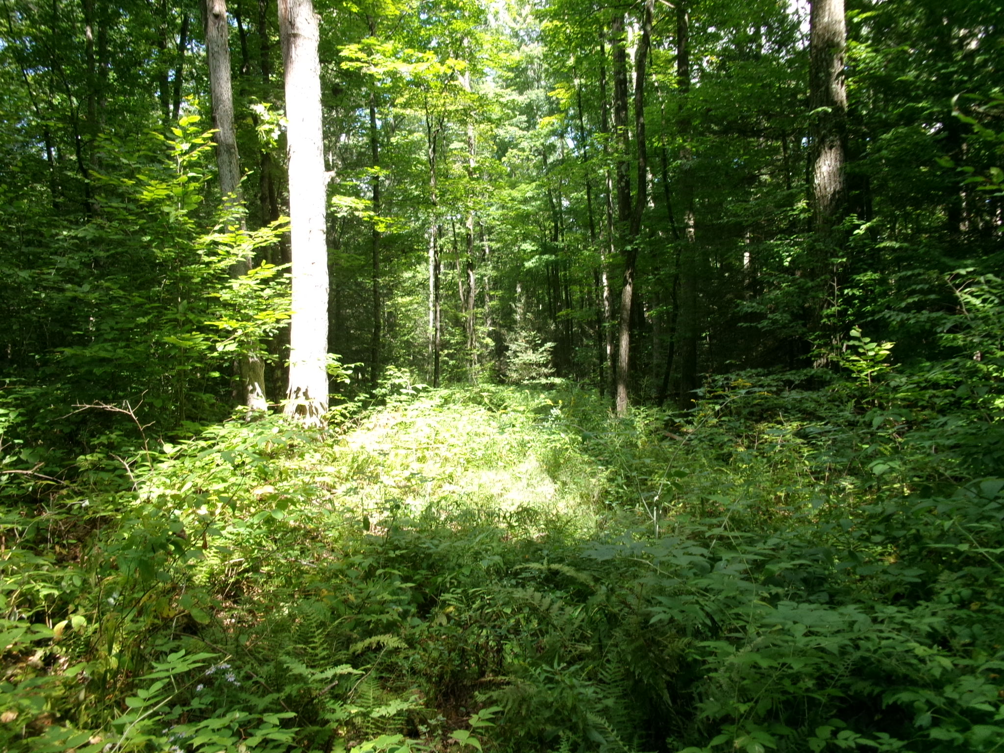 Listing Image 37