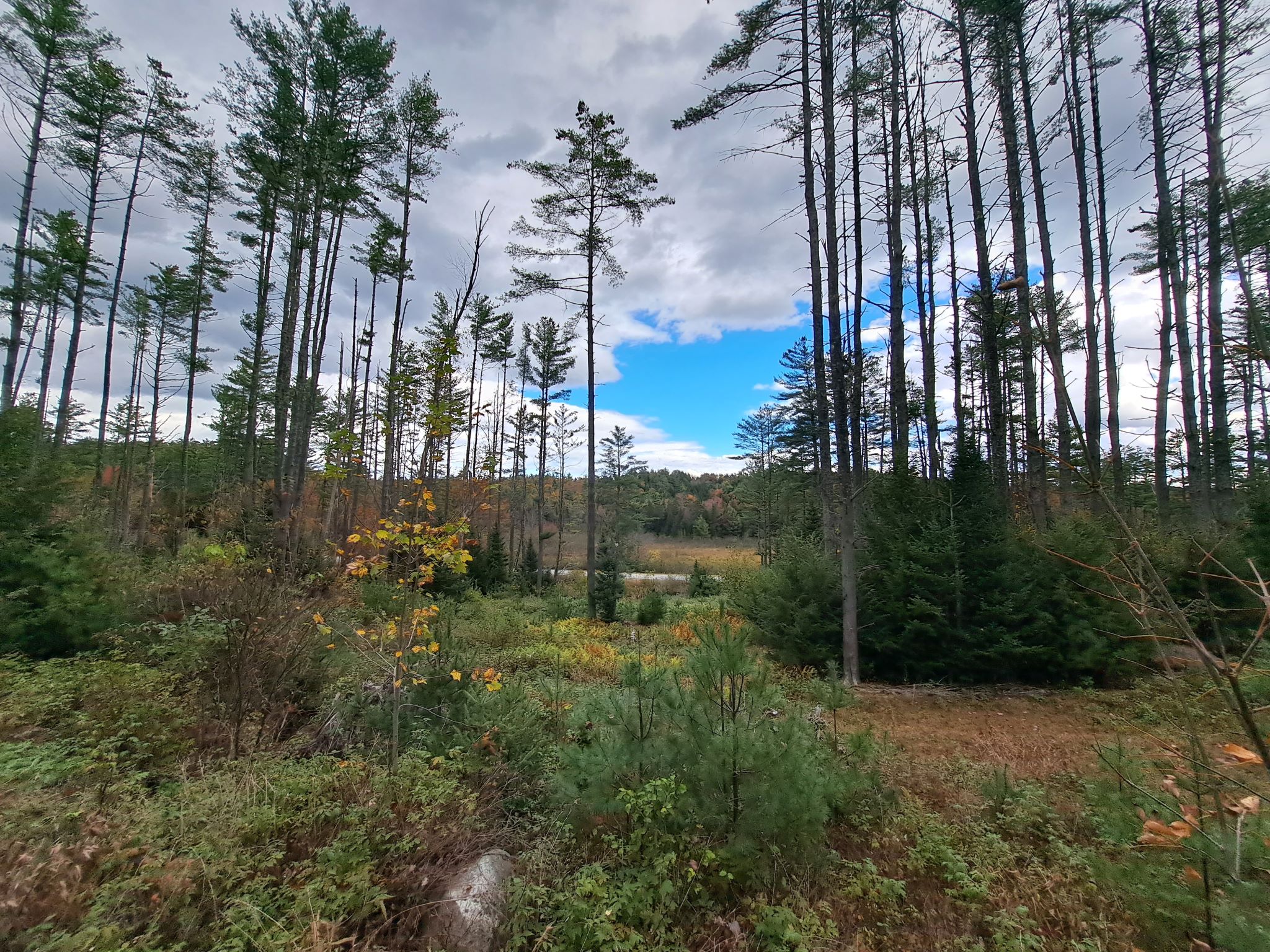 Hudson River Woods & Water