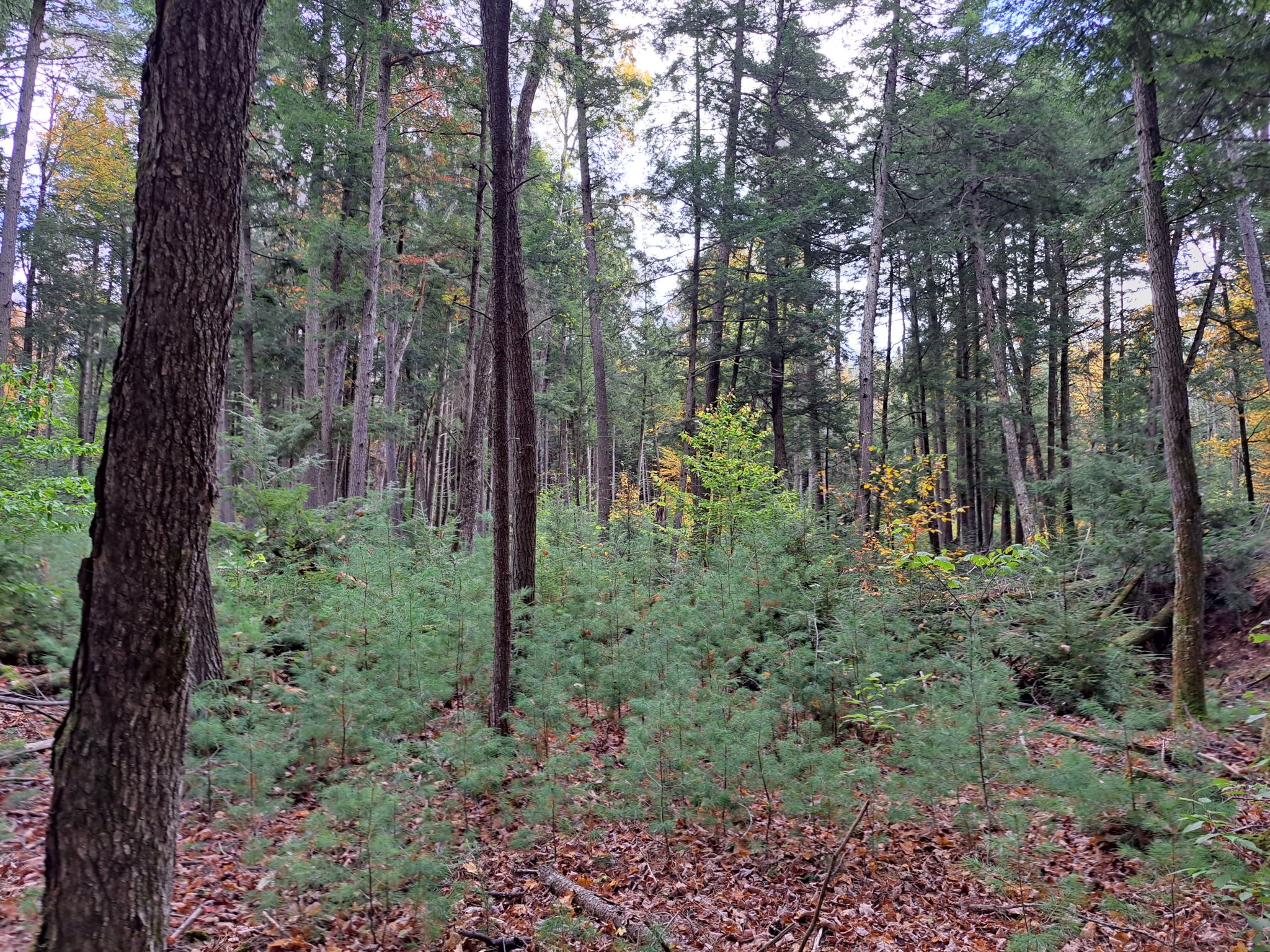 Hudson River Woods & Water