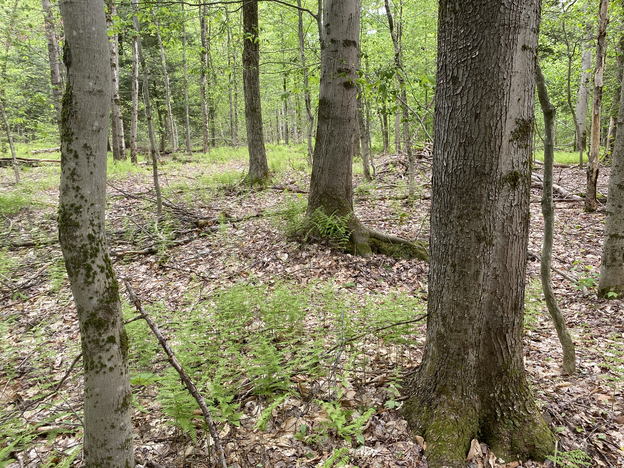 Little Salmon River Country