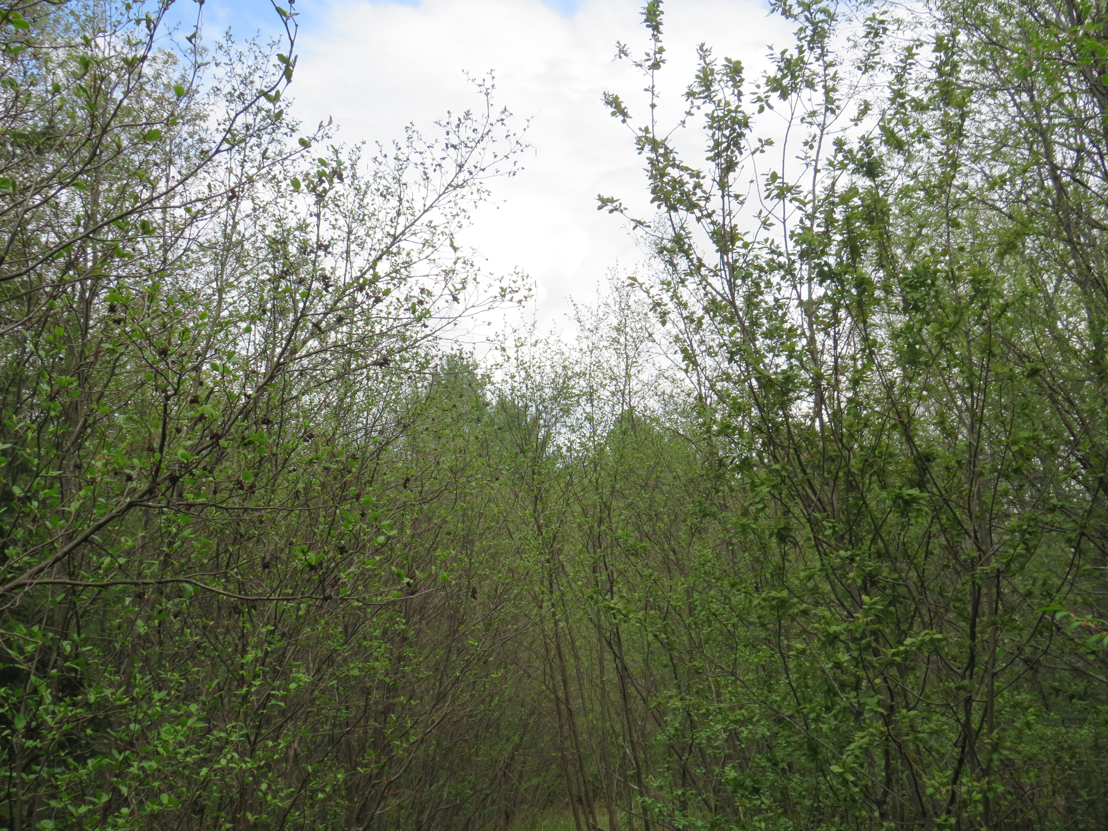 160 Acre Wilderness Retreat 50175391