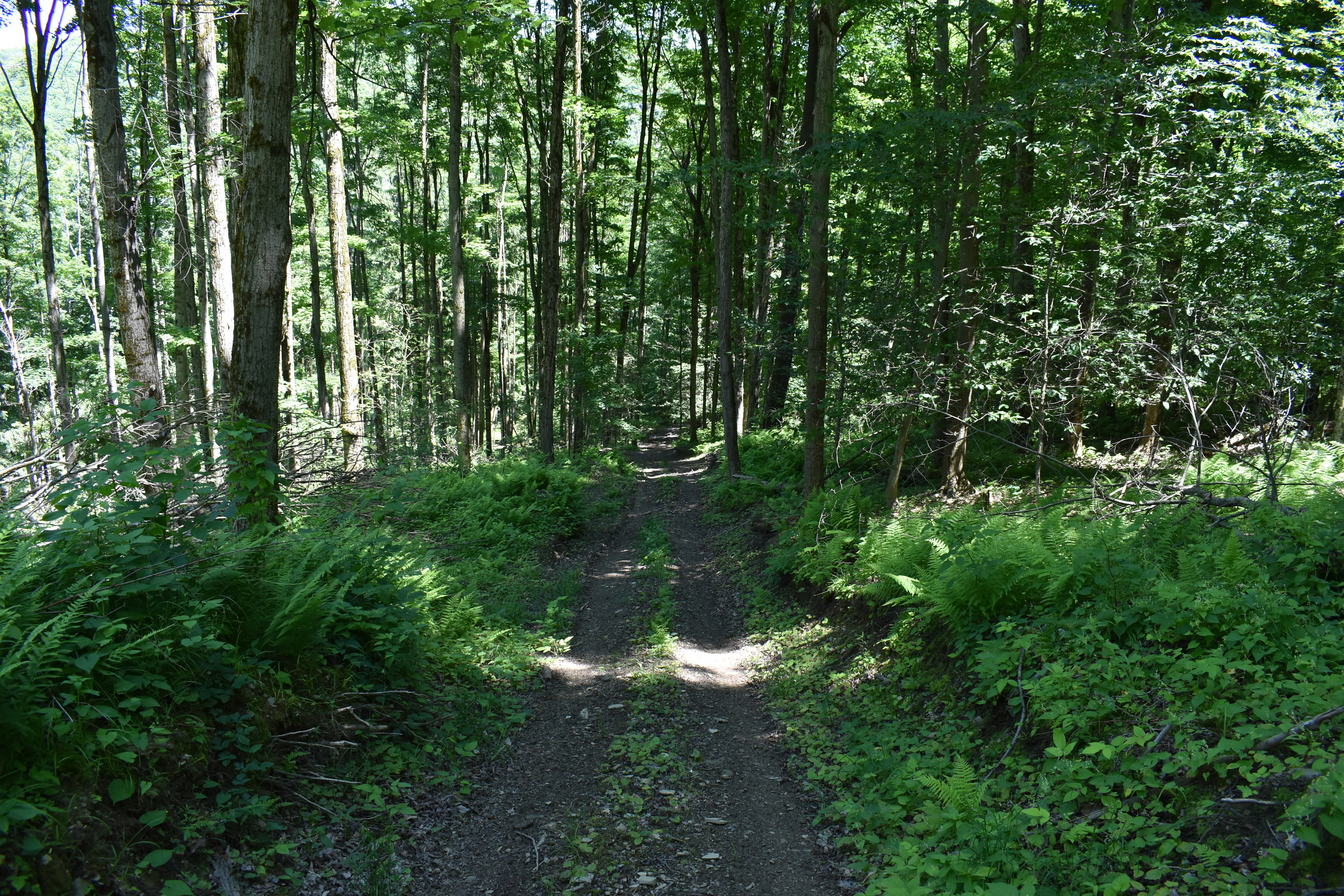 Fabulous Farrington Hollow