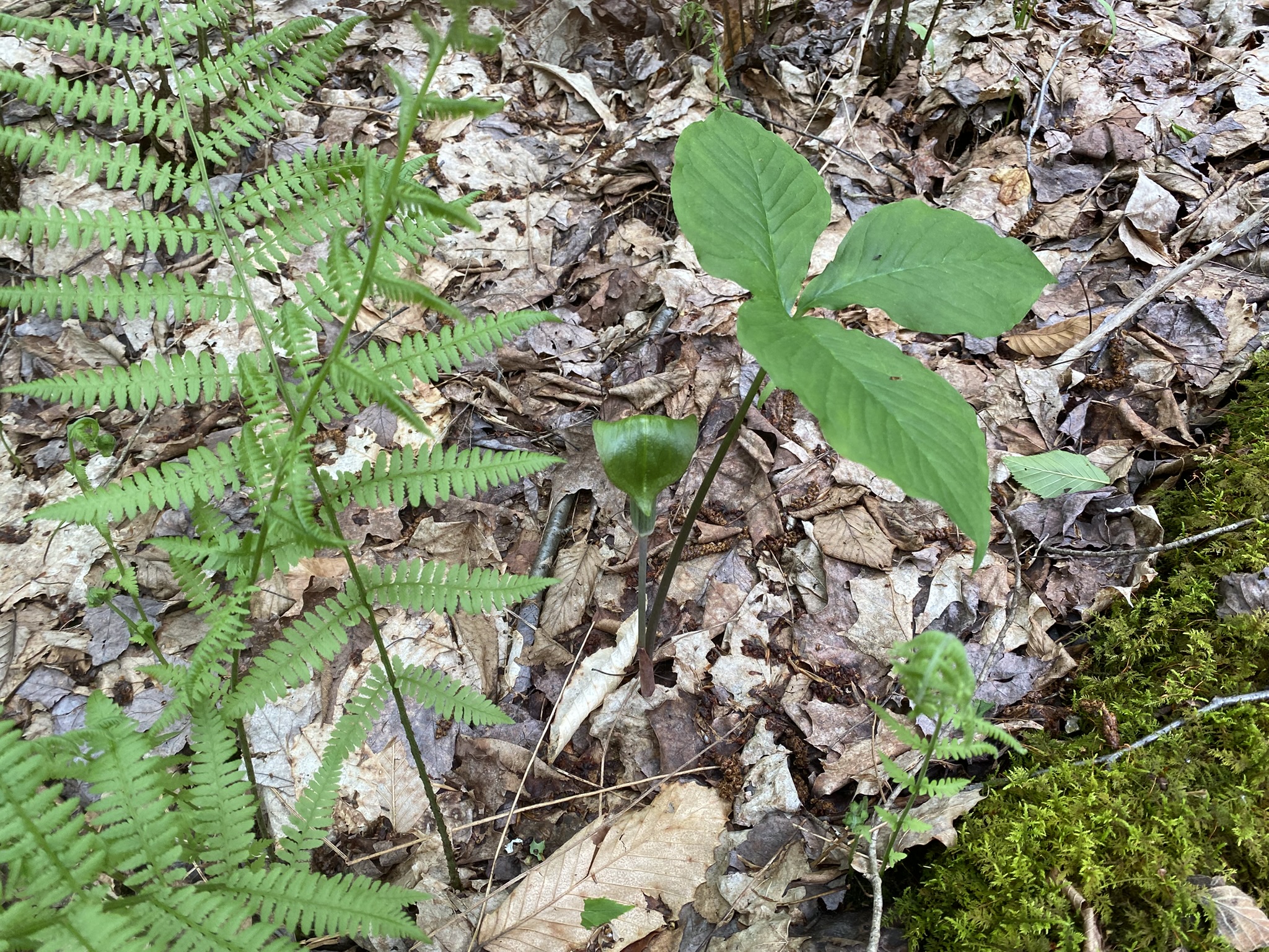 Little Salmon River Country