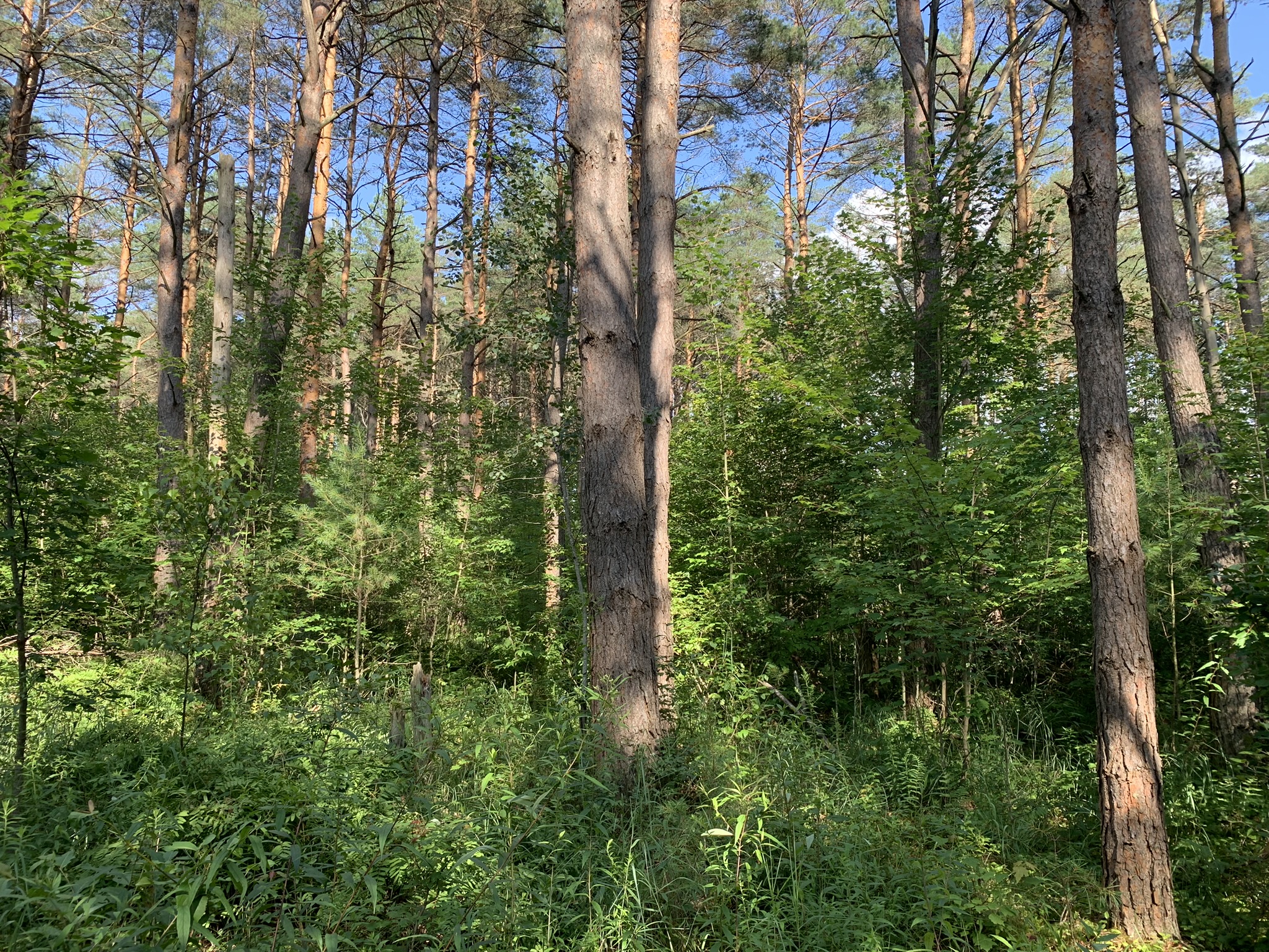 Middle Branch of the Oswegatchie
