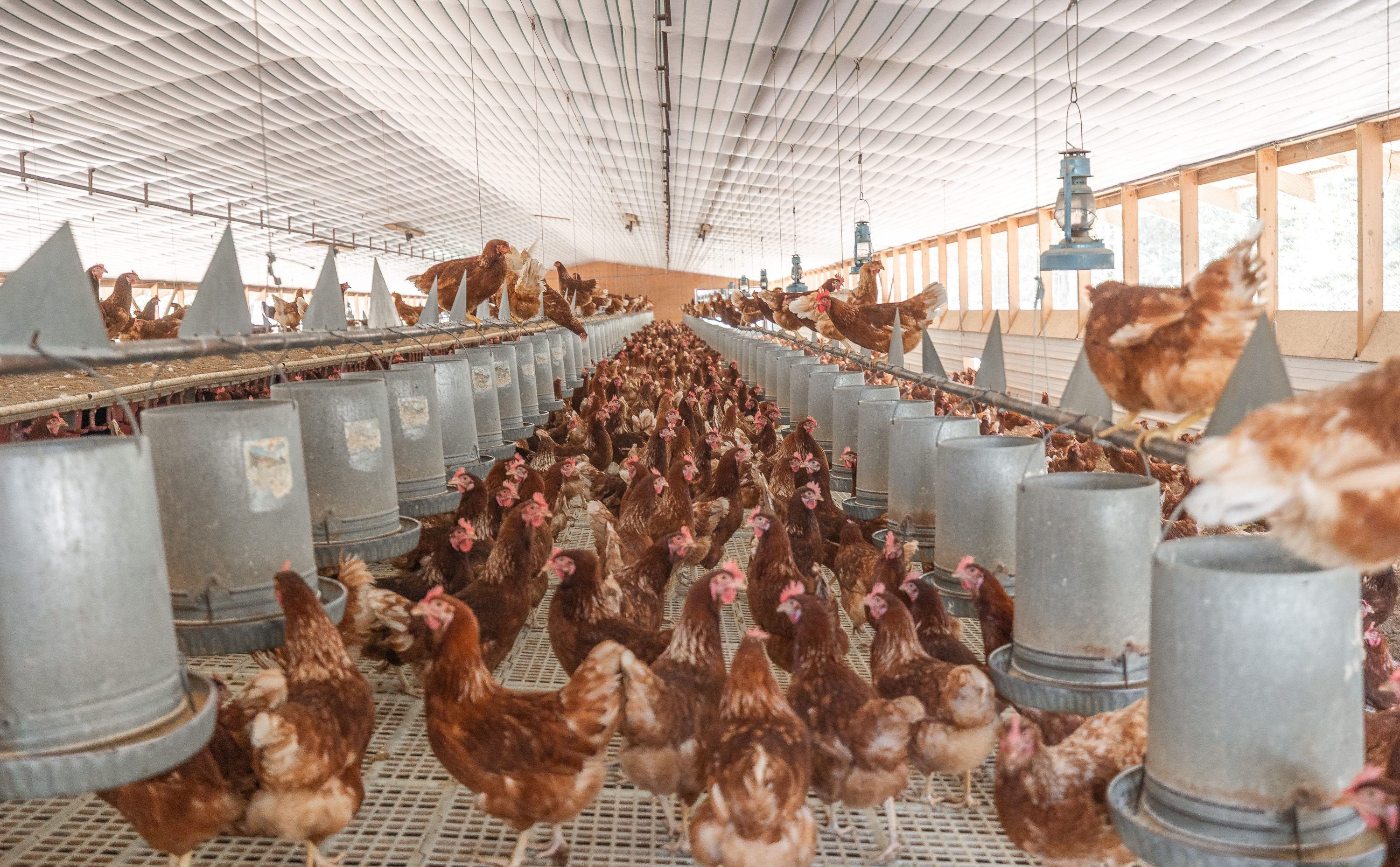 Cage Free Chicken Farm