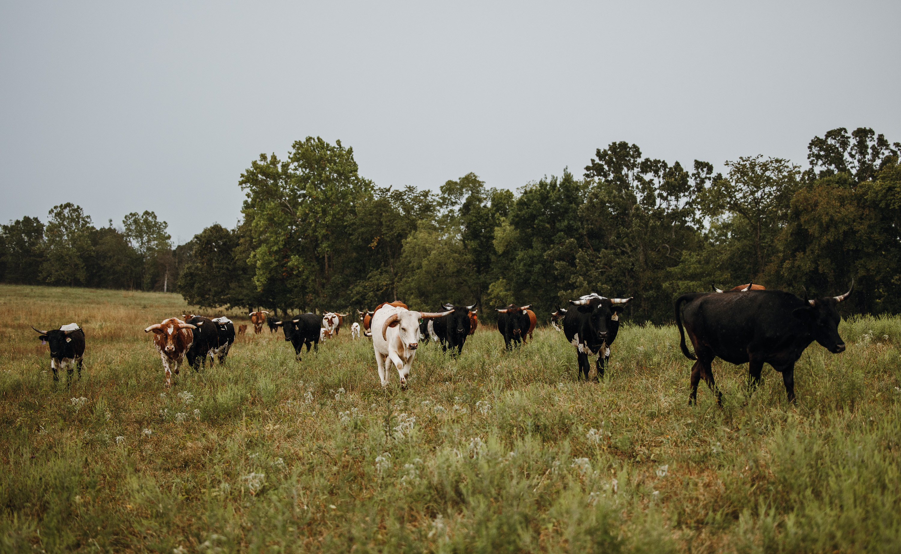 Twin Creek Farm