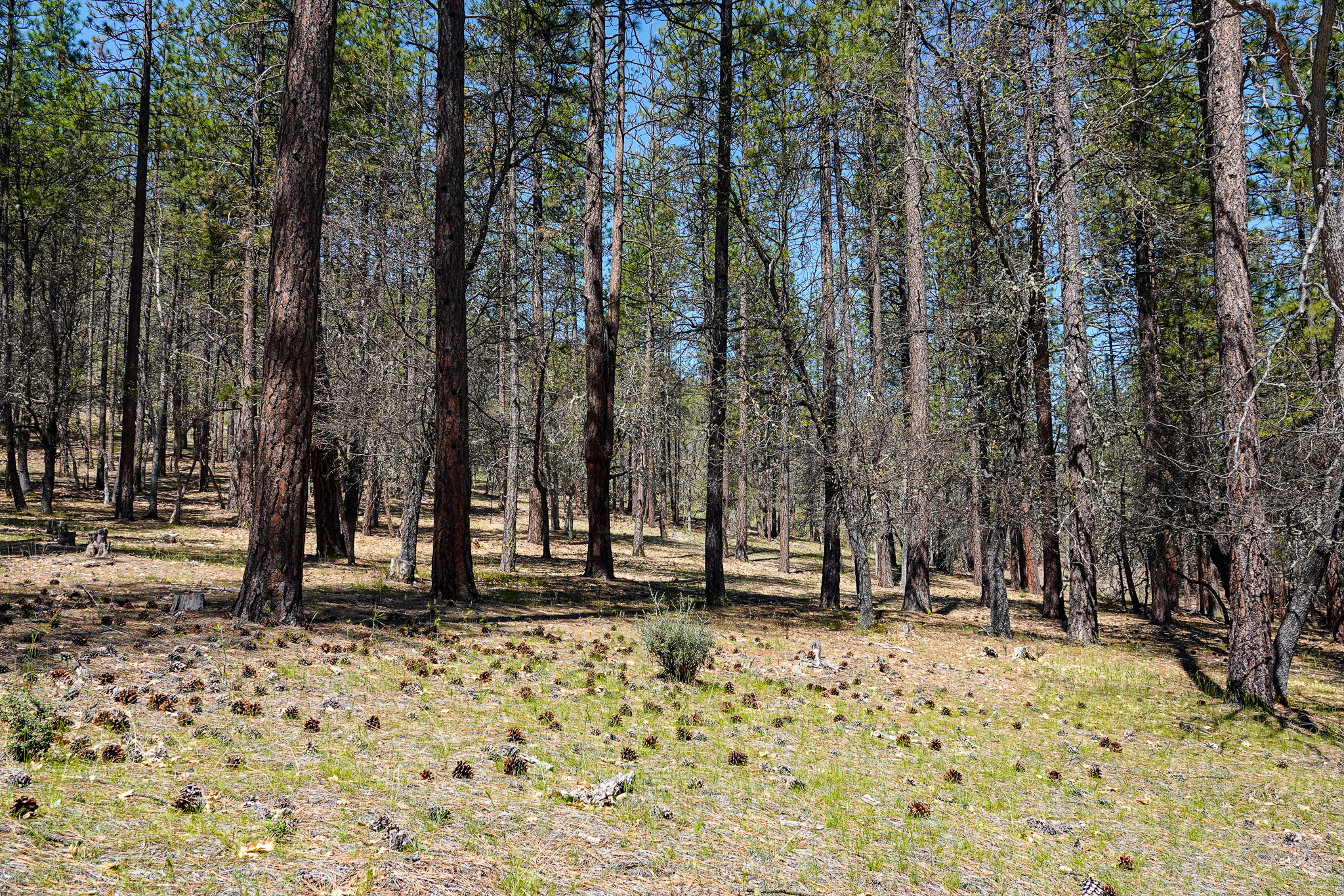 East Road Ragland Gulch Acreage