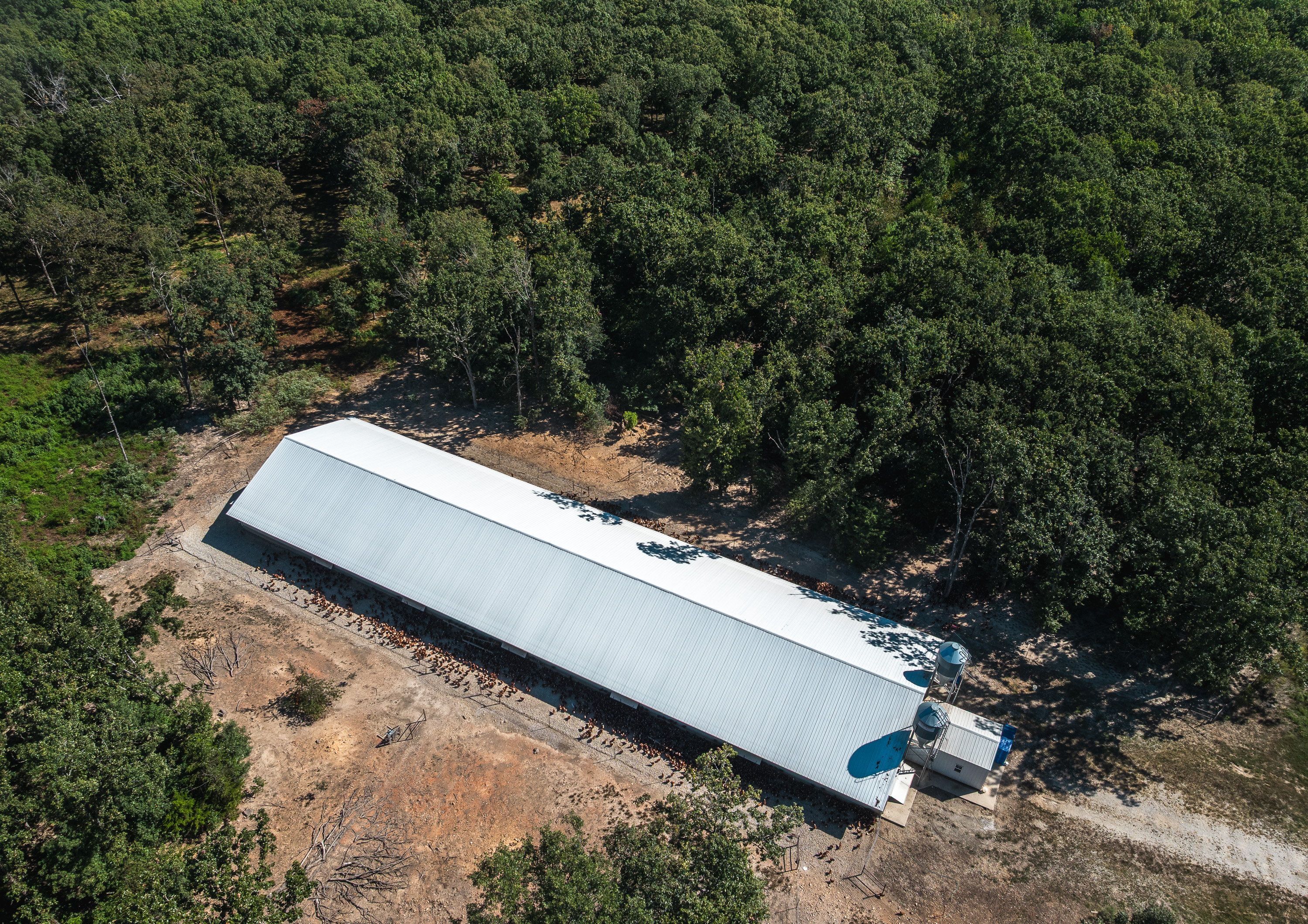 Cage Free Chicken Farm