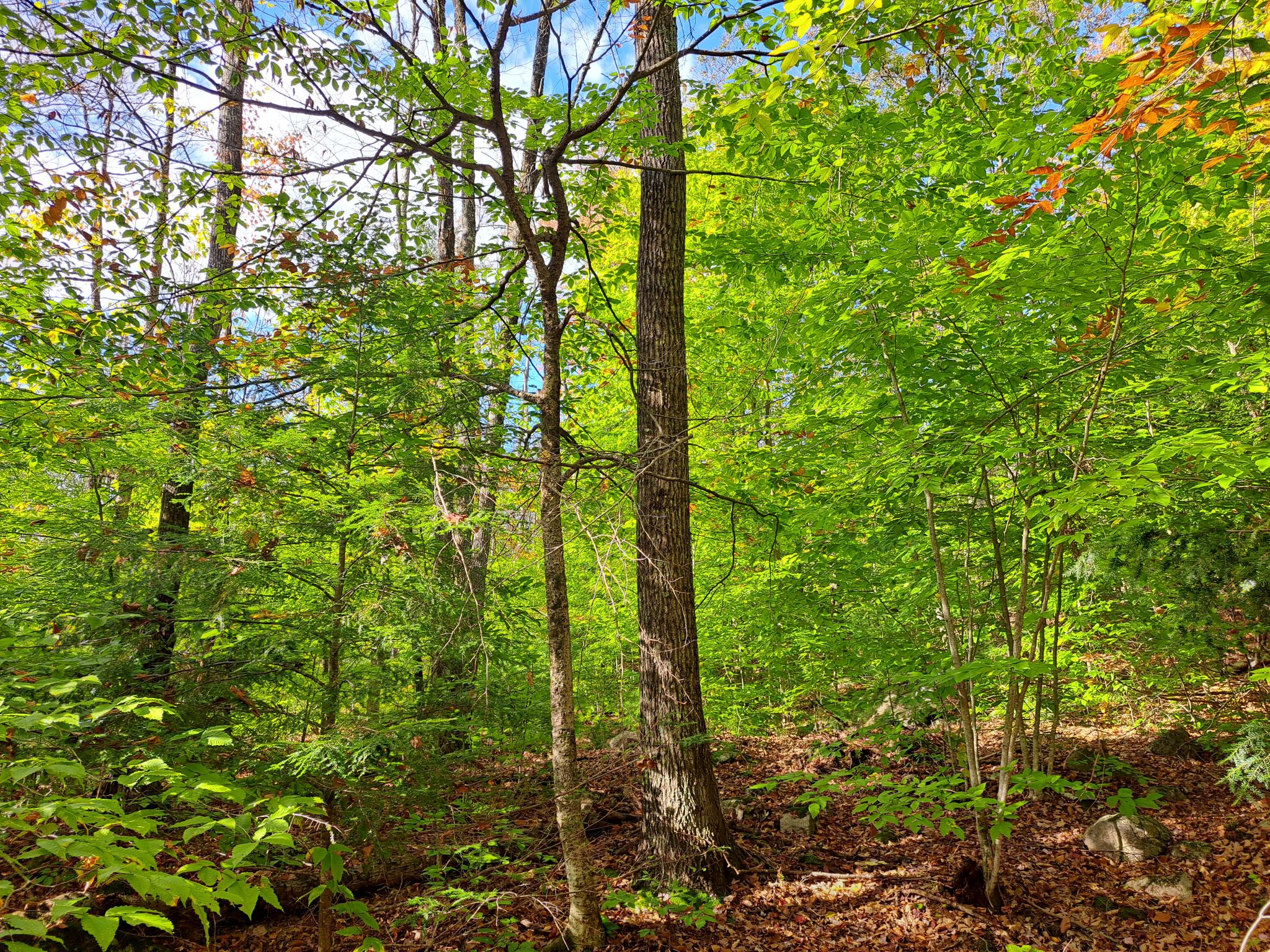 Hudson River Woods & Water