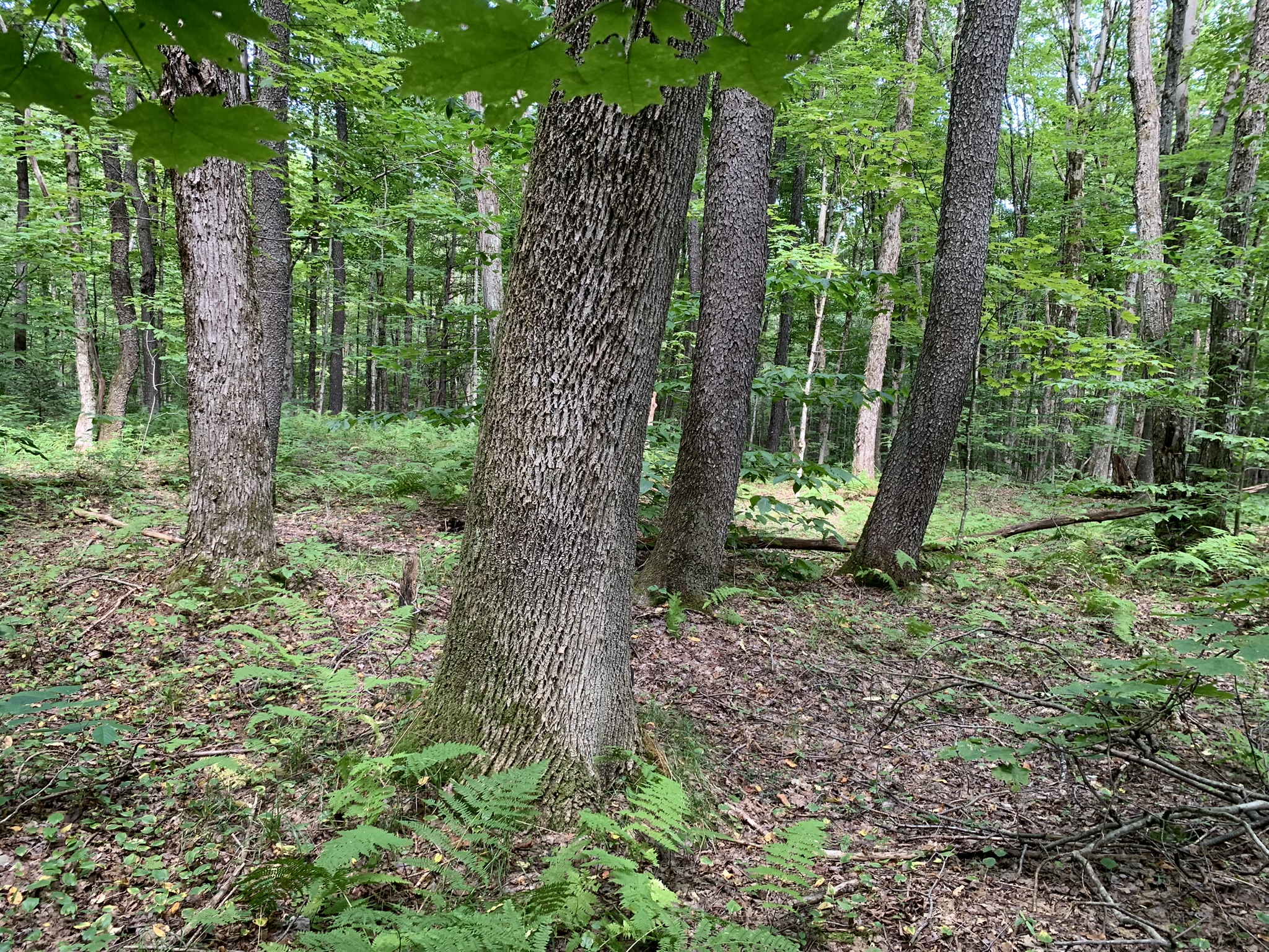 Lyman Brook Forest