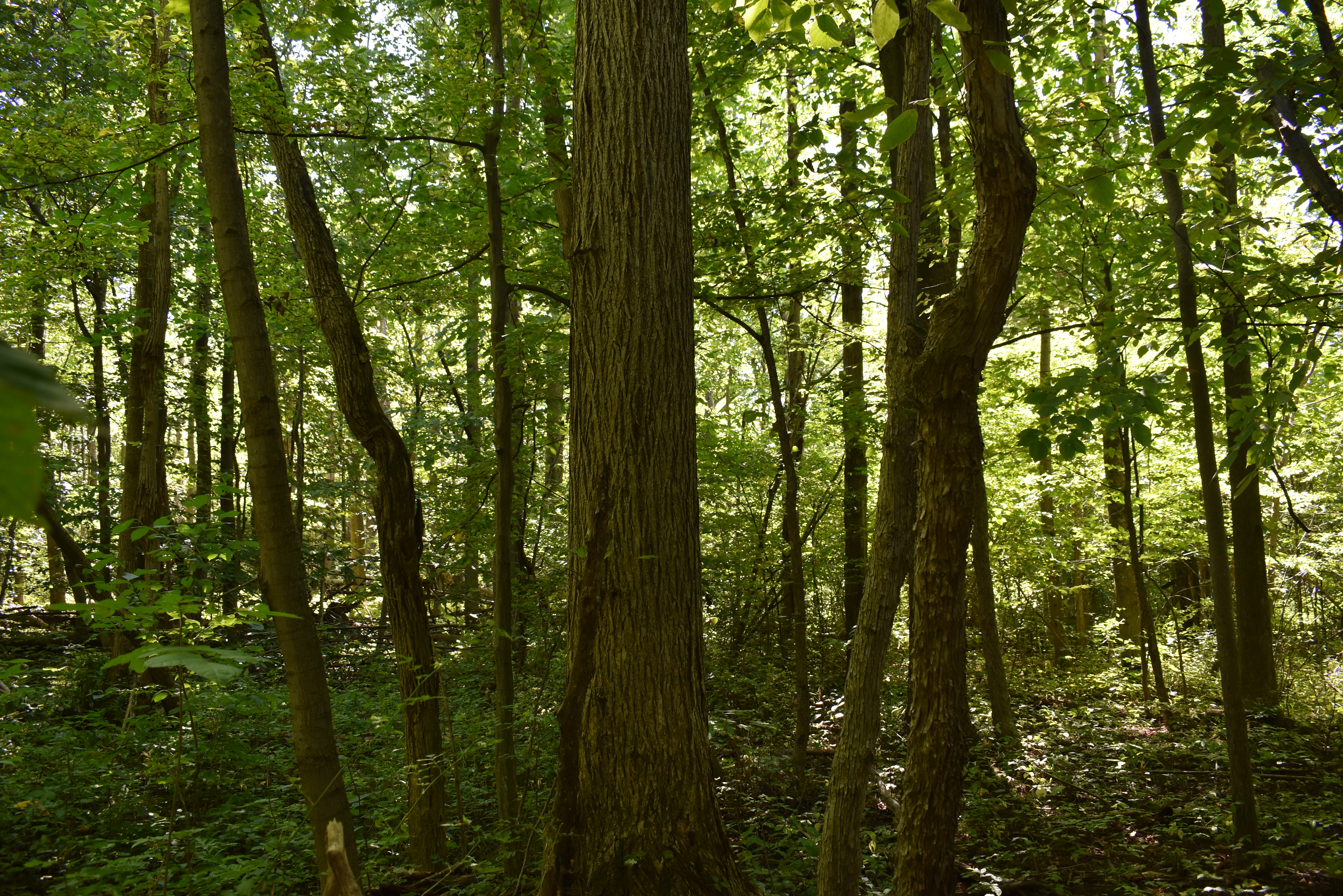 Hunter's Hidden Treasure