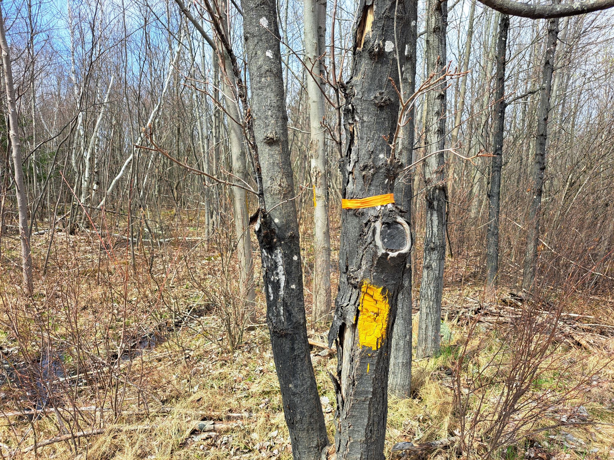 Listing Image 9