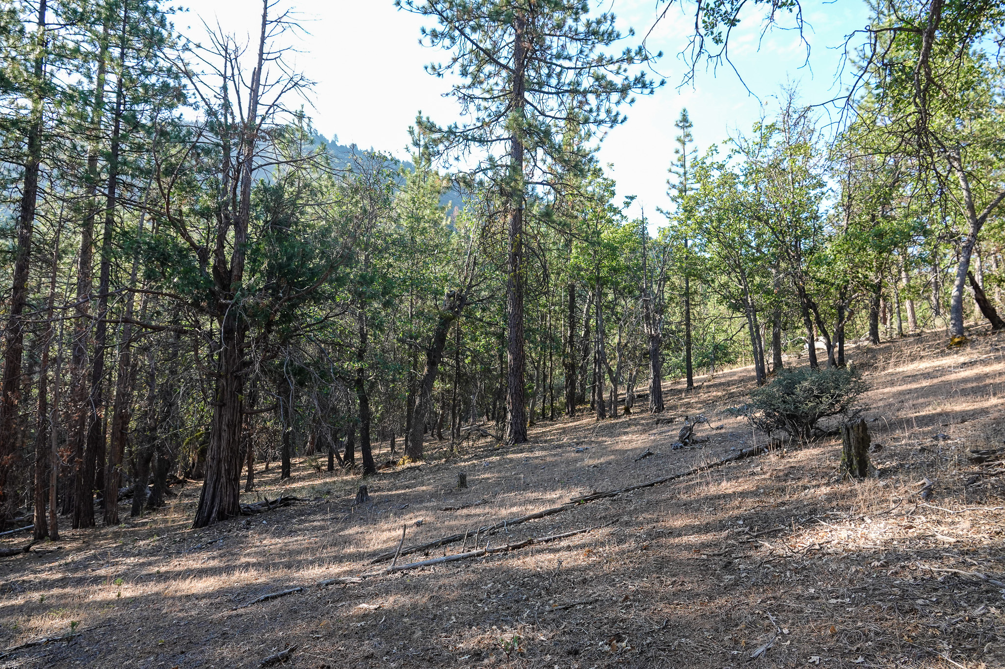 East Road Ragland Gulch Acreage