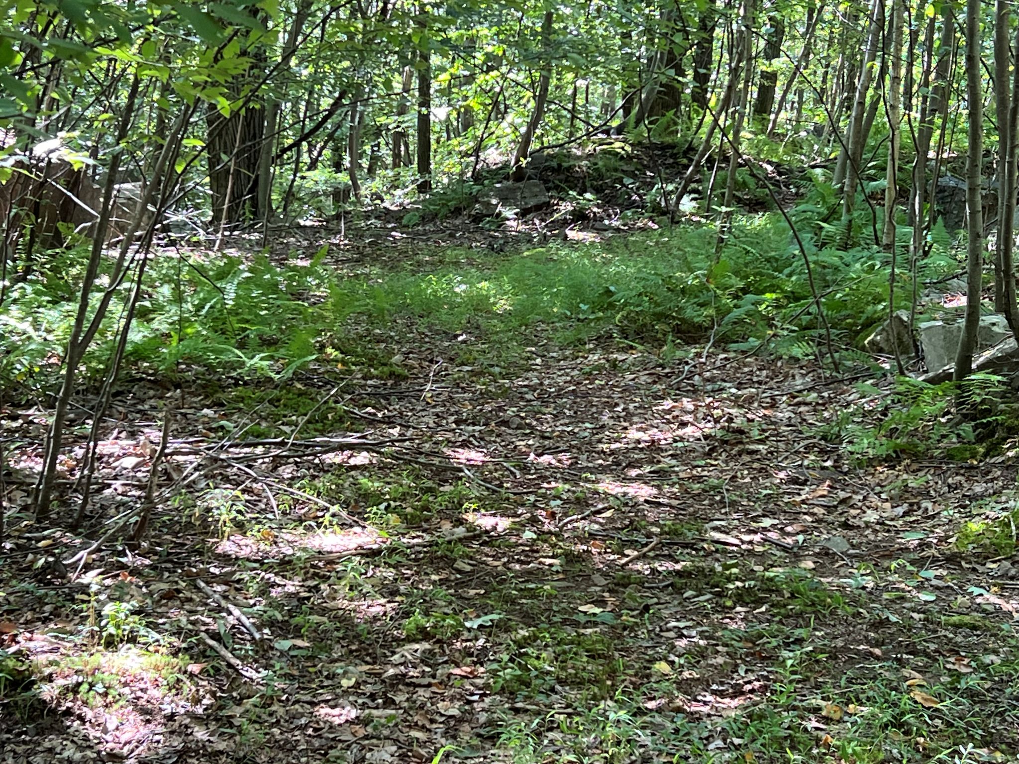 Pocono Area Gem