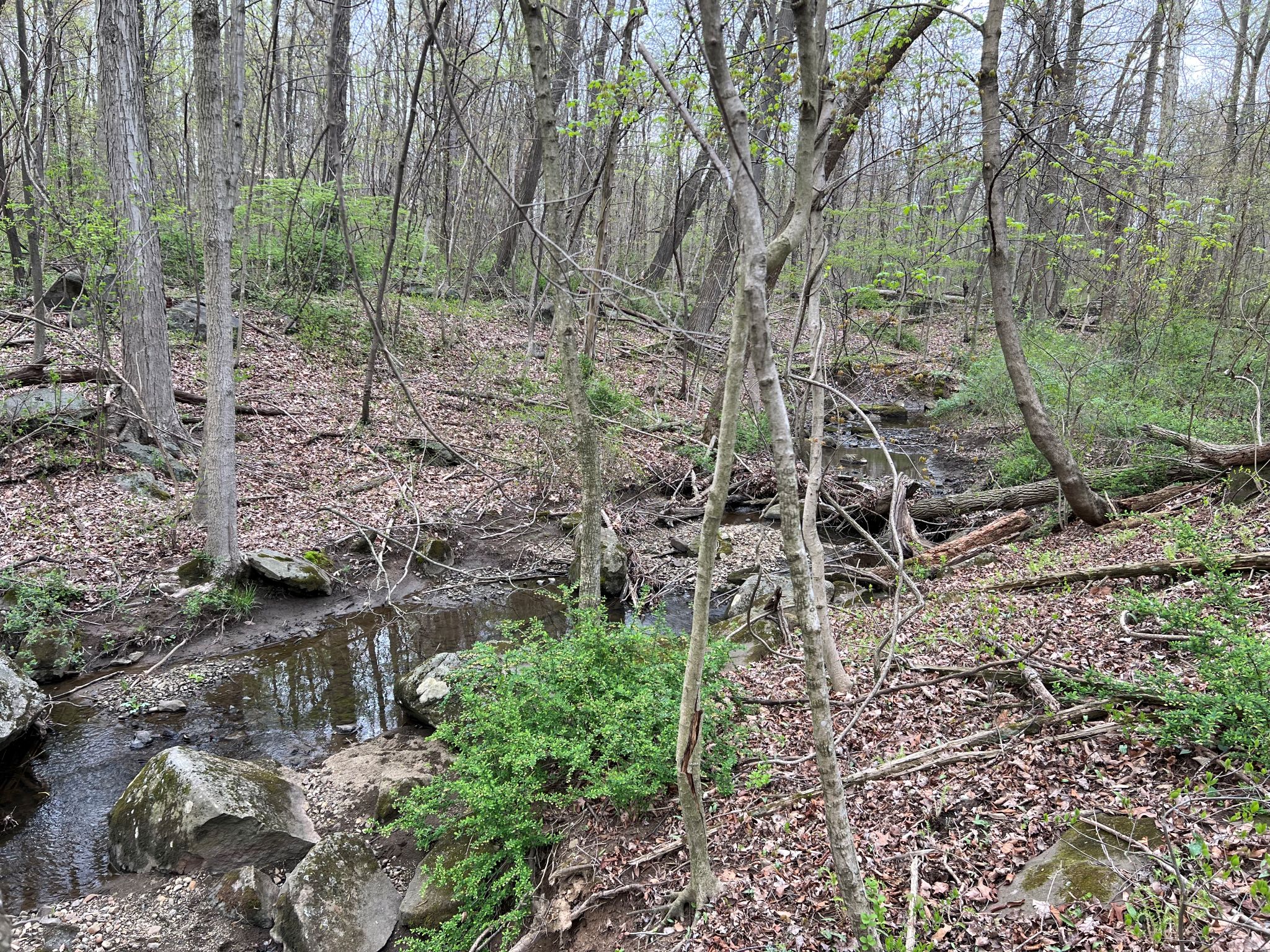 Etown Woodlands