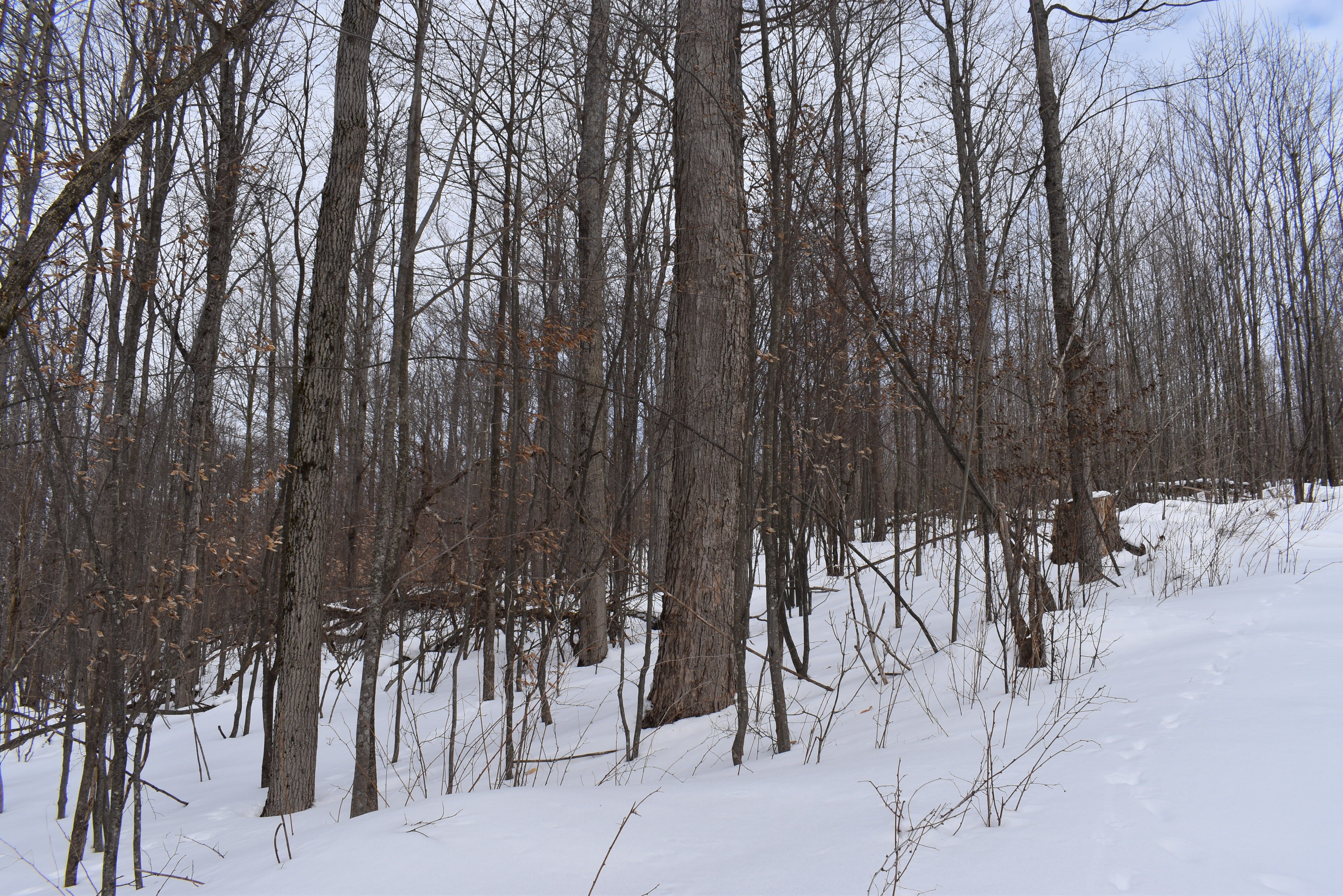 Morgan Hollow