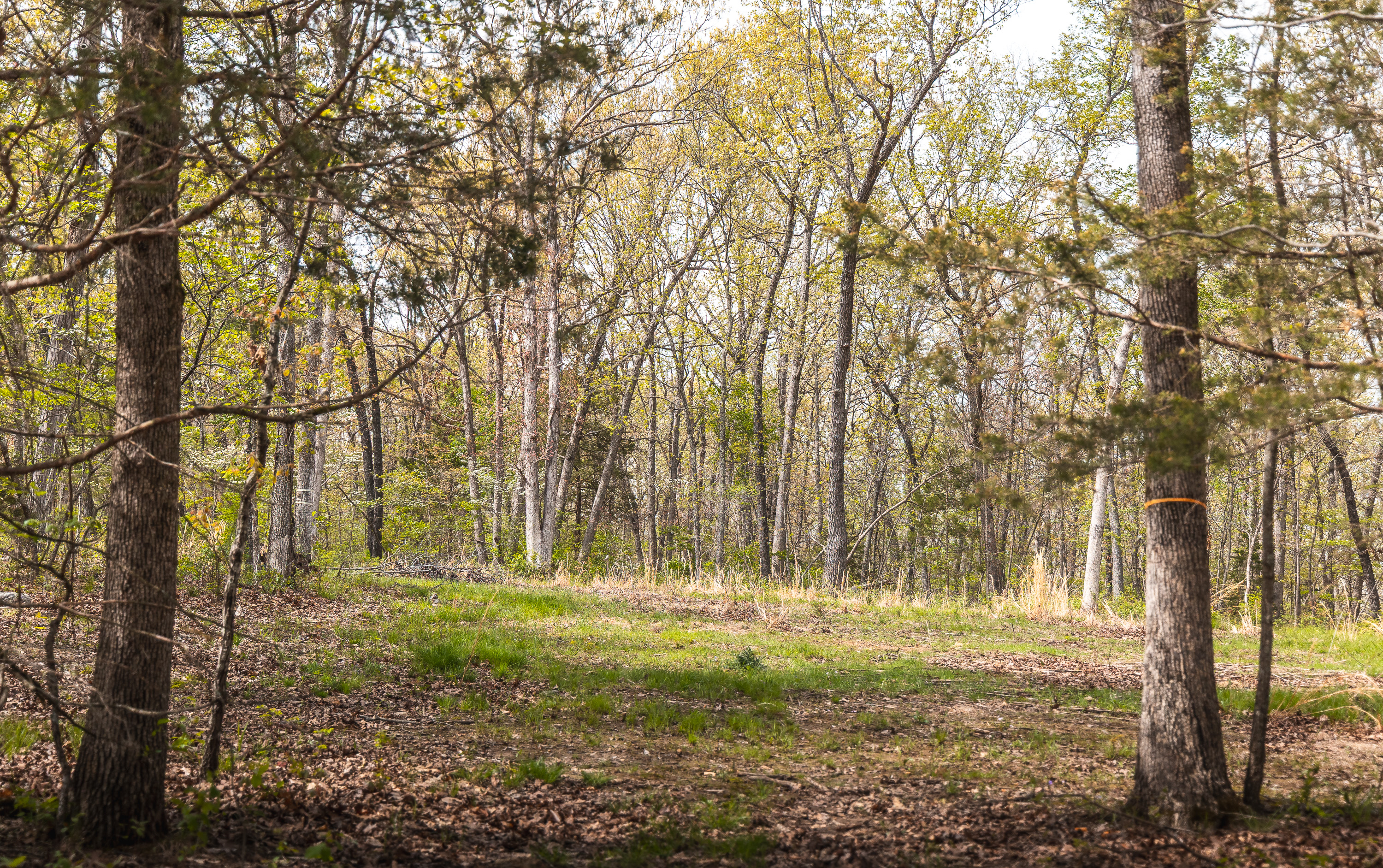 Buck Nest 37